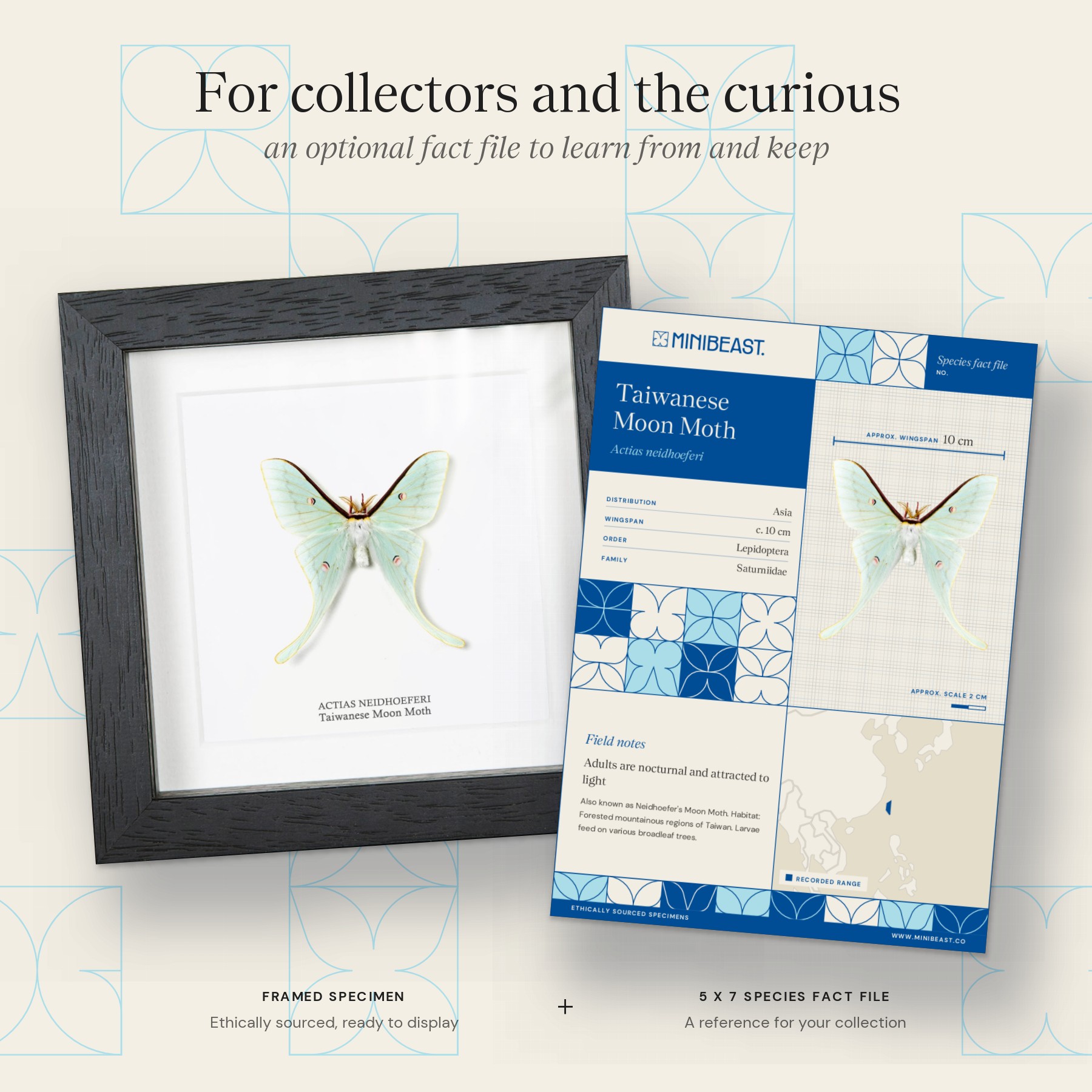 Minibeast Worlds Smallest Actias Taiwanese Moon Moth In Box Frame (Actias neidhoeferi)