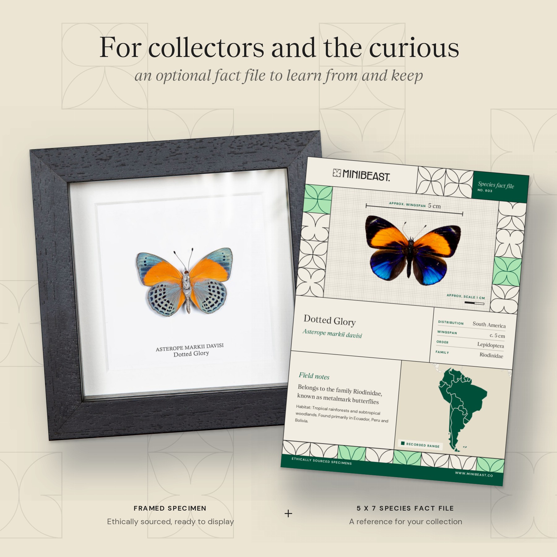 Minibeast Dotted Glory Butterfly Ventral Side In Box Frame (Asterope markii davisi)