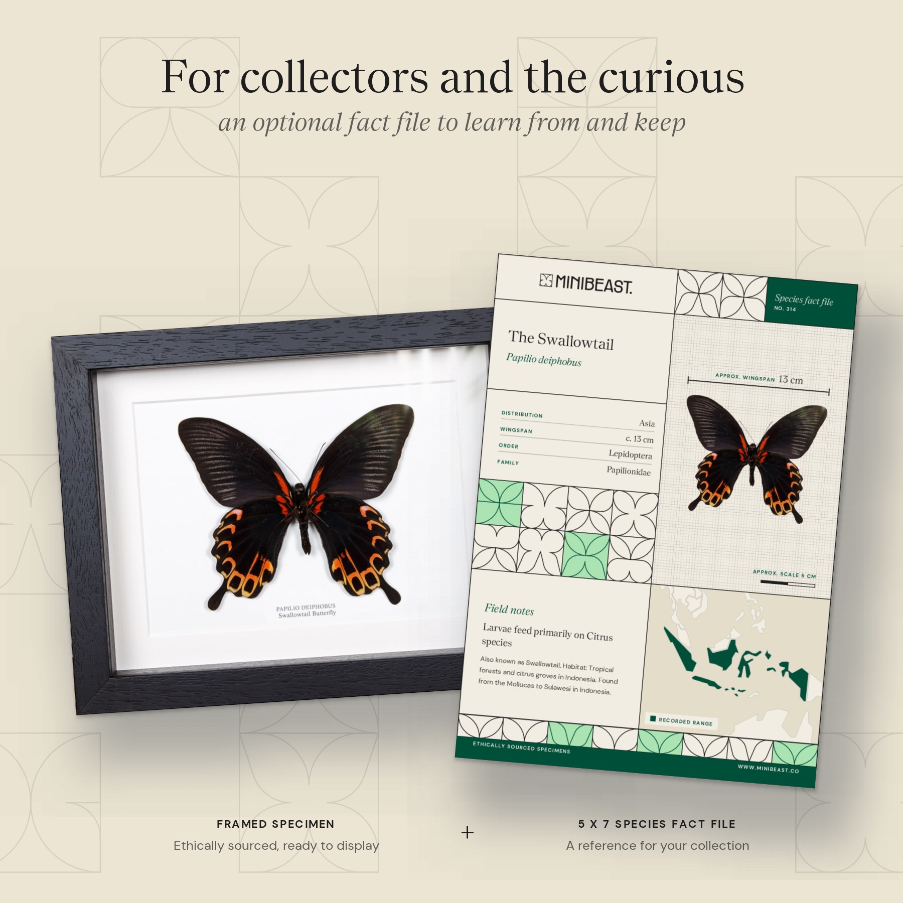Swallowtail Butterfly Ventral Side In Box Frame (Papilio deiphobus) Minibeast Swallowtail Butterfly Ventral Side In Box Frame (Papilio deiphobus)