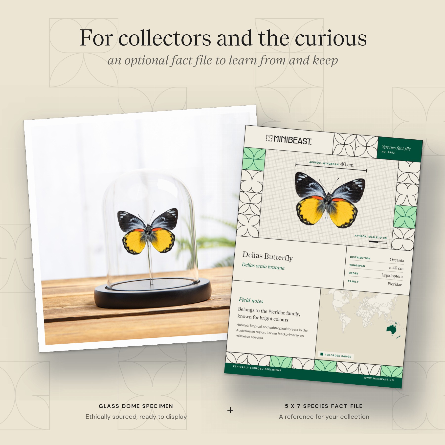 Minibeast Delias Butterfly In Glass Dome (Delias oraia bratana)