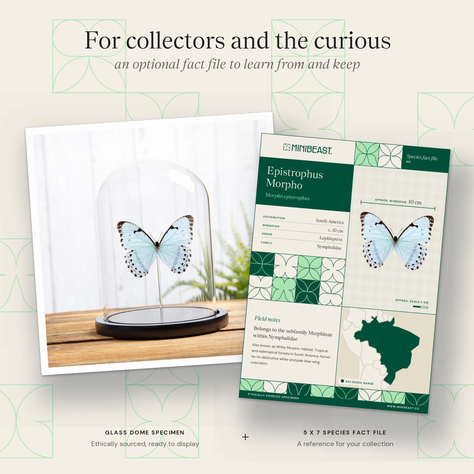 Minibeast Epistrophus Morpho In Glass Dome (Morpho epistrophus)