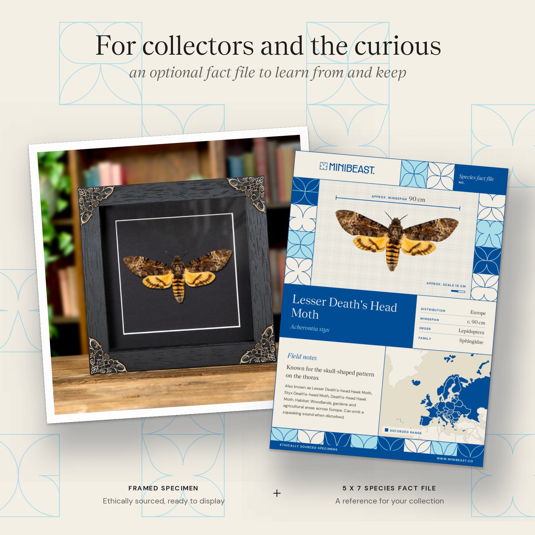 Death's Head Hawk Moth Silence of the Lambs In Baroque Style Frame (Acherontia styx) Minibeast Death's Head Hawk Moth Silence of the Lambs In Baroque Style Frame (Acherontia styx)