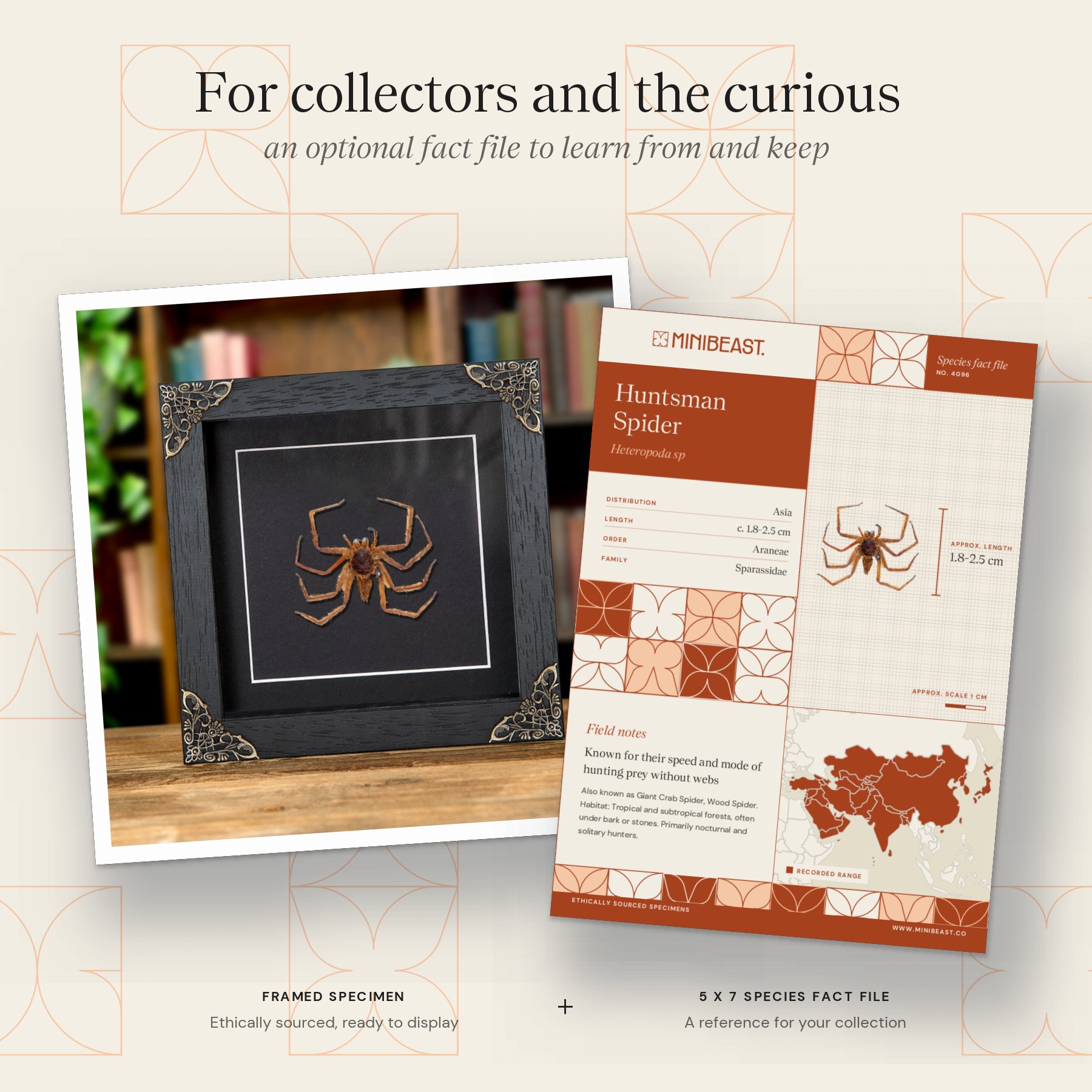 Minibeast Orange Huntsman Spider In Baroque Style Frame (Heteropoda sp)