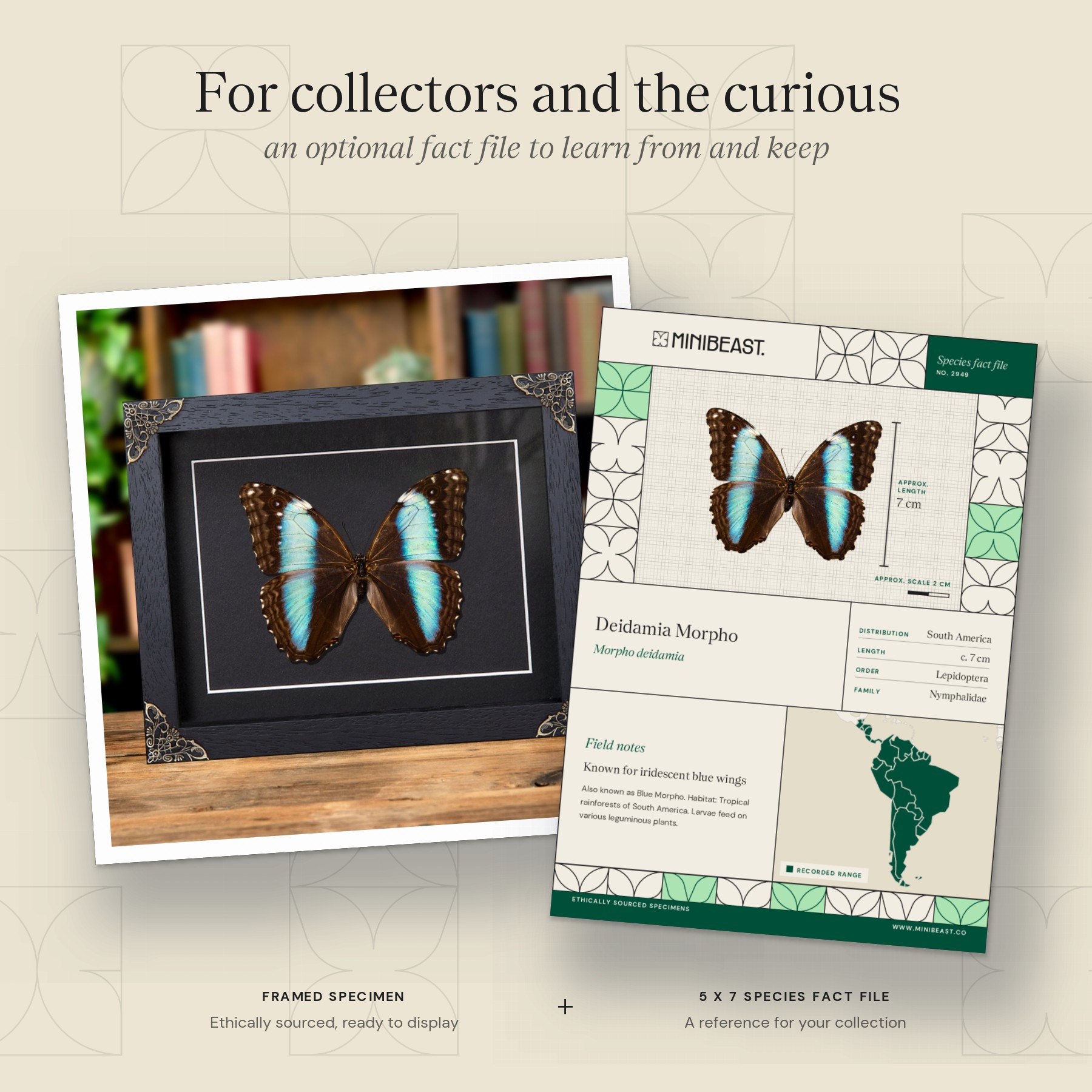 Minibeast Female Deidamia Morpho Butterfly In Baroque Style Frame (Morpho deidamia)