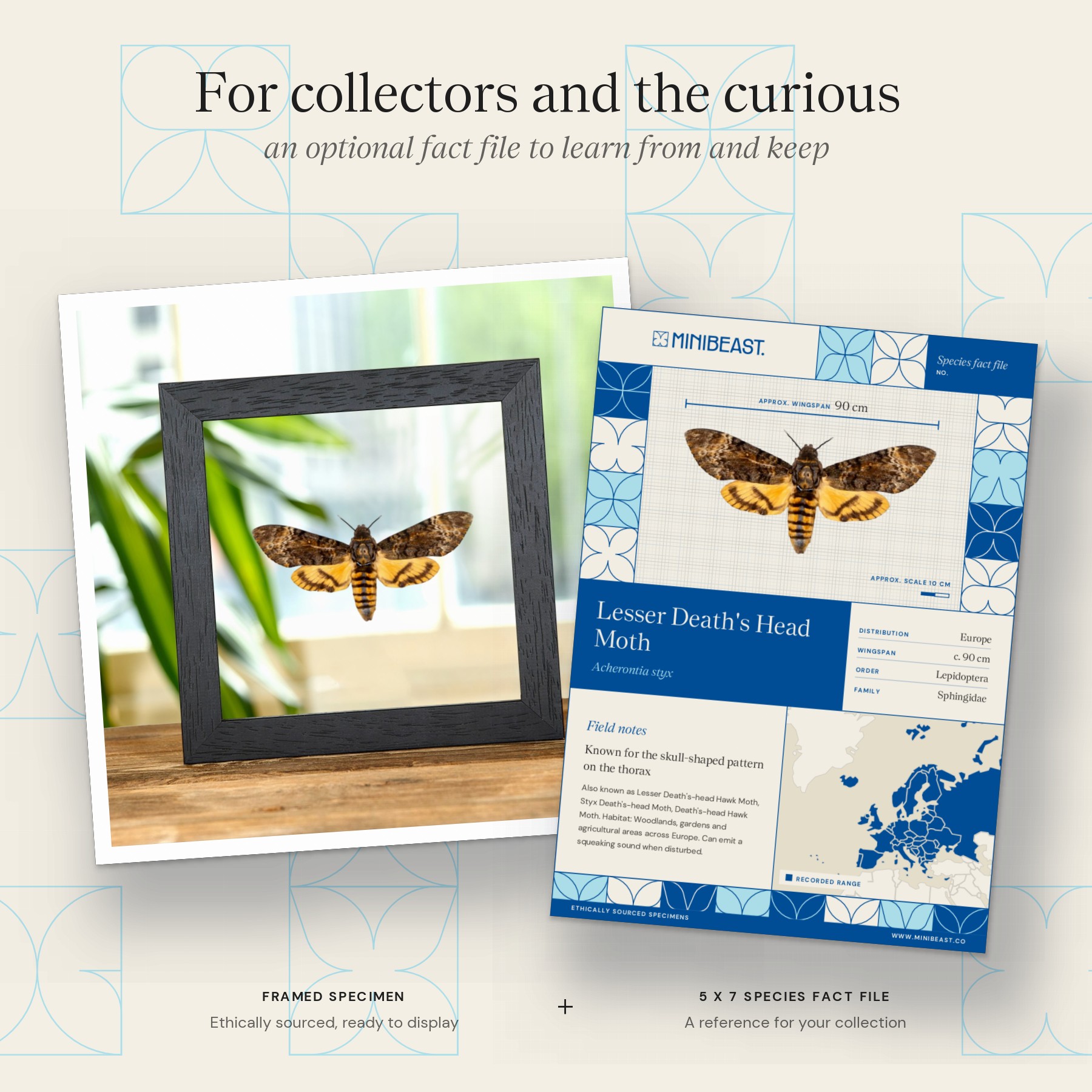 Minibeast Death's Head Hawk Moth Silence of the Lambs In Clear Glass Frame (Acherontia styx)