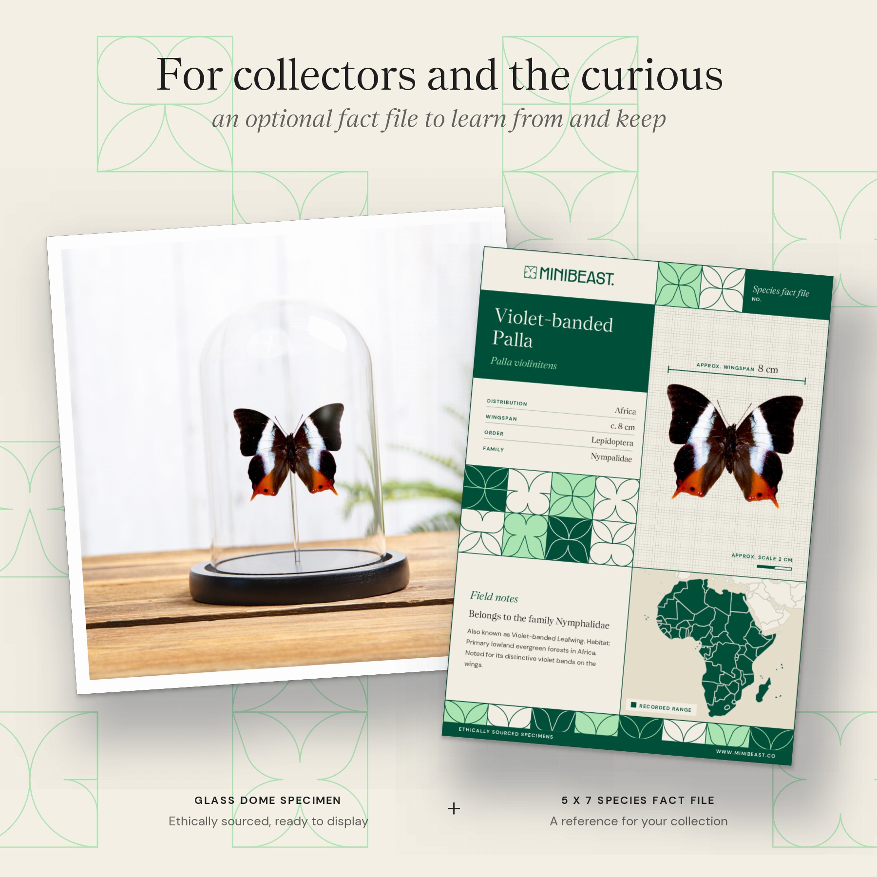 Minibeast Violet-banded Palla Butterfly In Glass Dome (Palla violinitens)