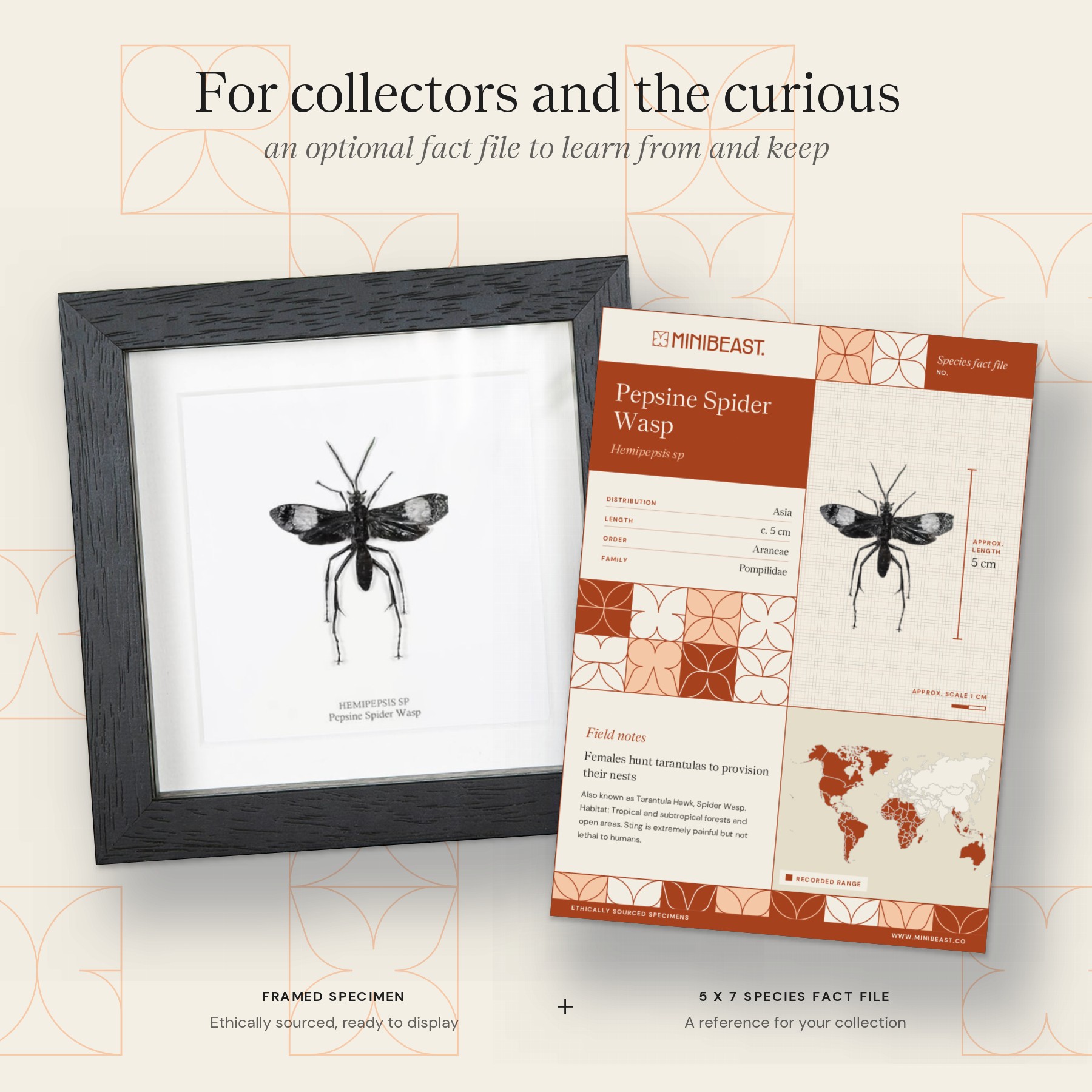 Minibeast Pepsine Spider Wasp In Box Frame (Hemipepsis sp)