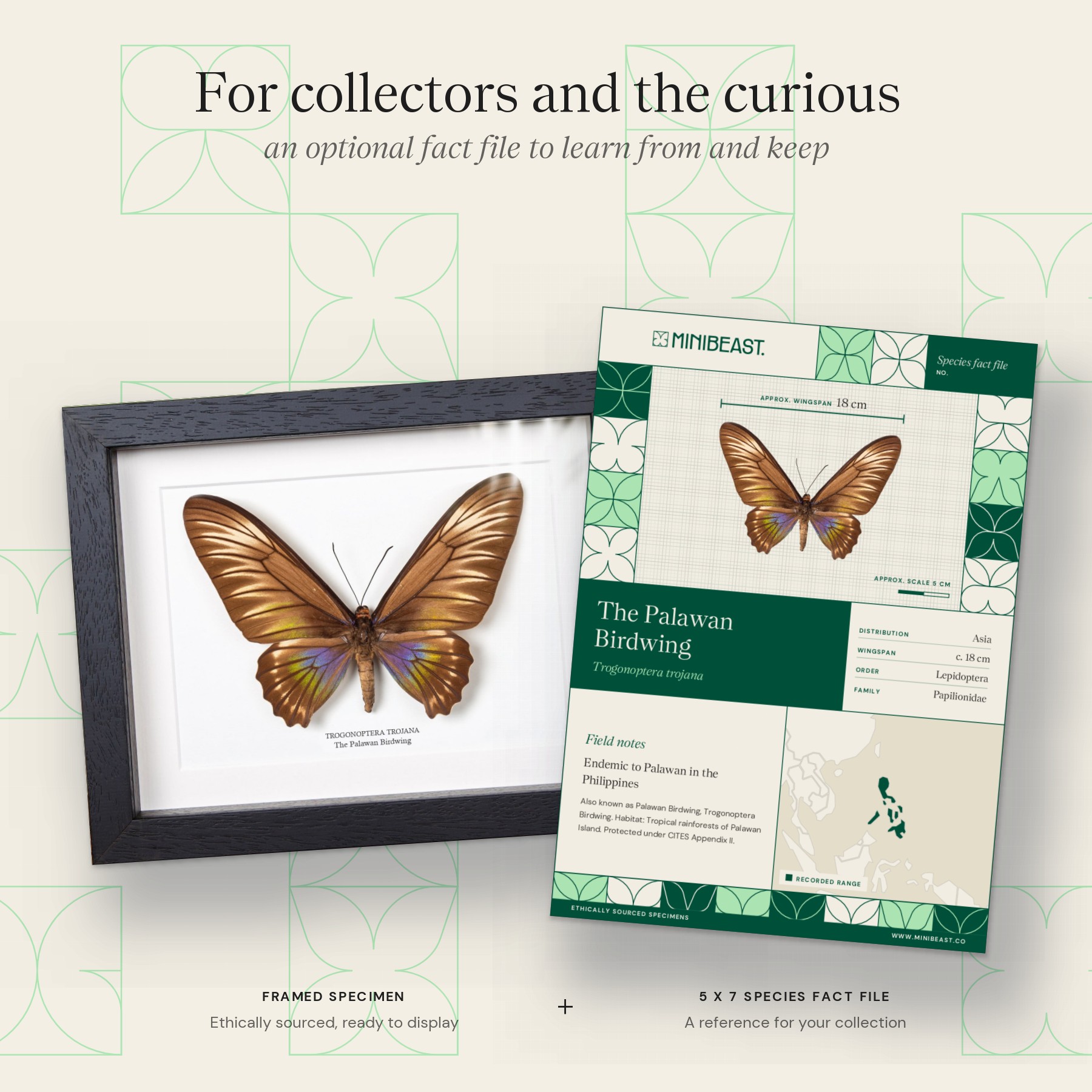 Minibeast Female Palawan Birdwing Butterfly In Box Frame (Trogonoptera trojana)