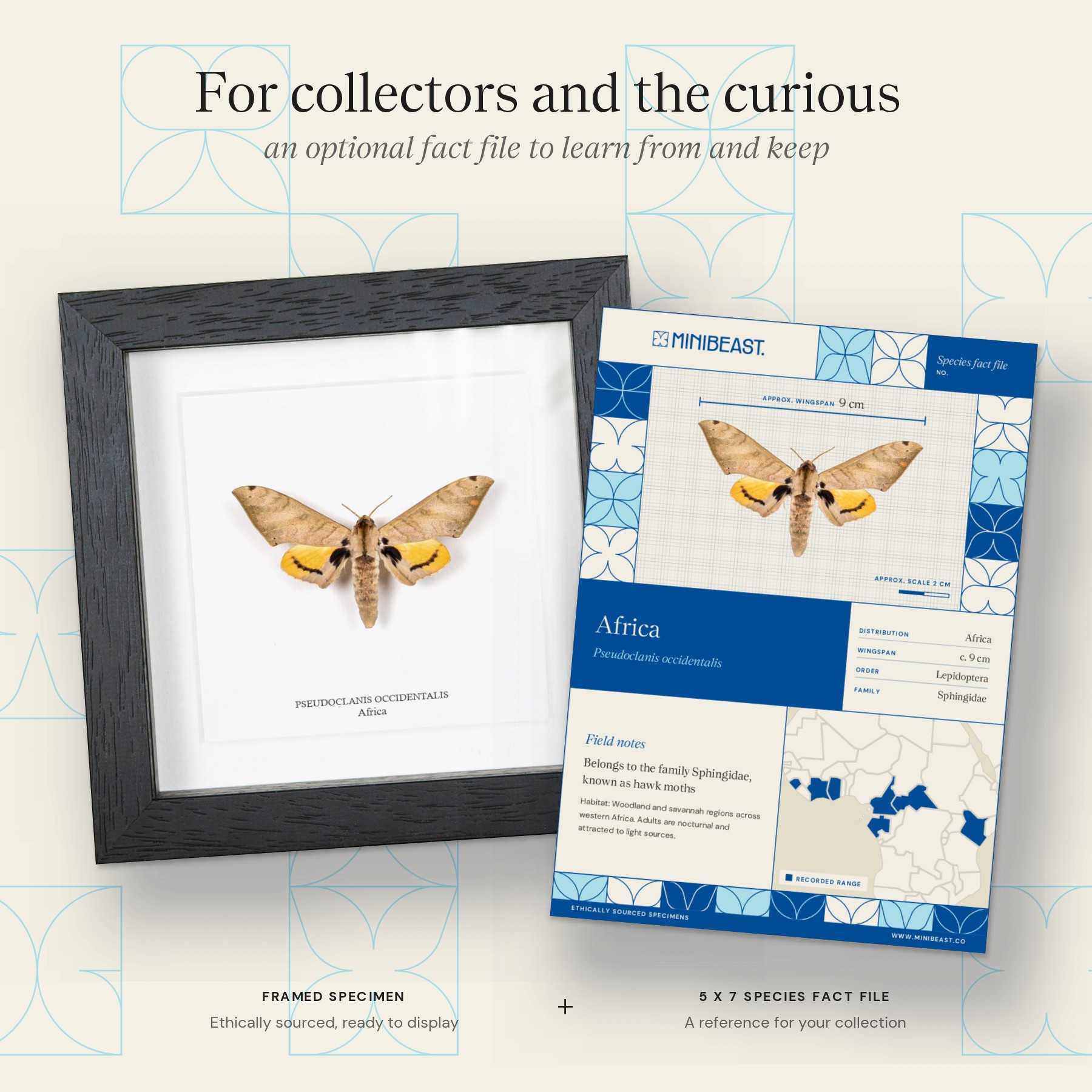 Minibeast Pseudoclanis occidentalis Moth In Box Frame from Africa