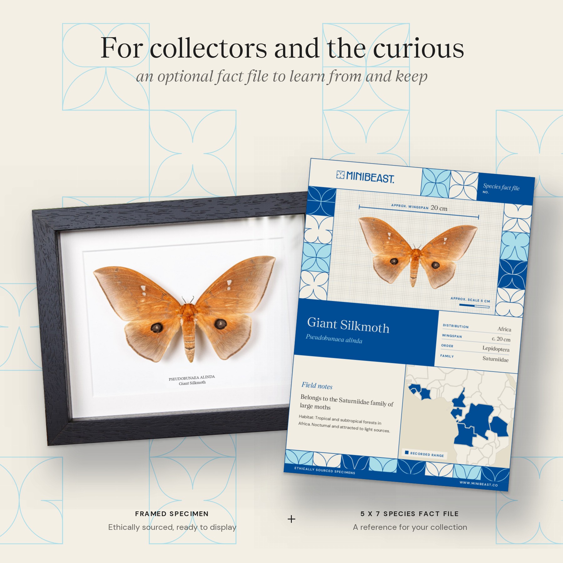 Minibeast Giant Silkmoth In Box Frame (Pseudobunaea alinda)
