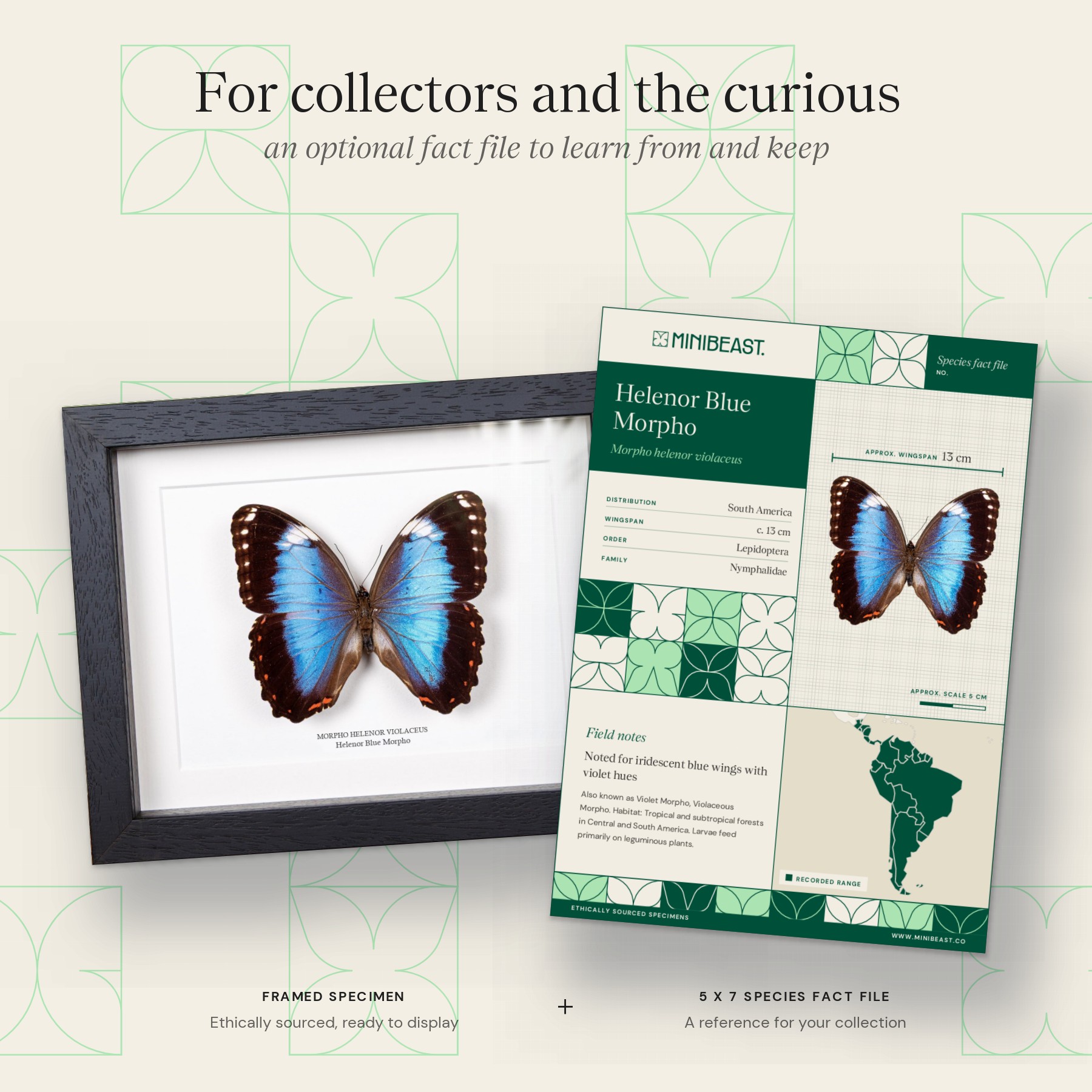 Helenor Blue Morpho Butterfly In Box Frame (Morpho helenor violaceus) Minibeast Helenor Blue Morpho Butterfly In Box Frame (Morpho helenor violaceus)