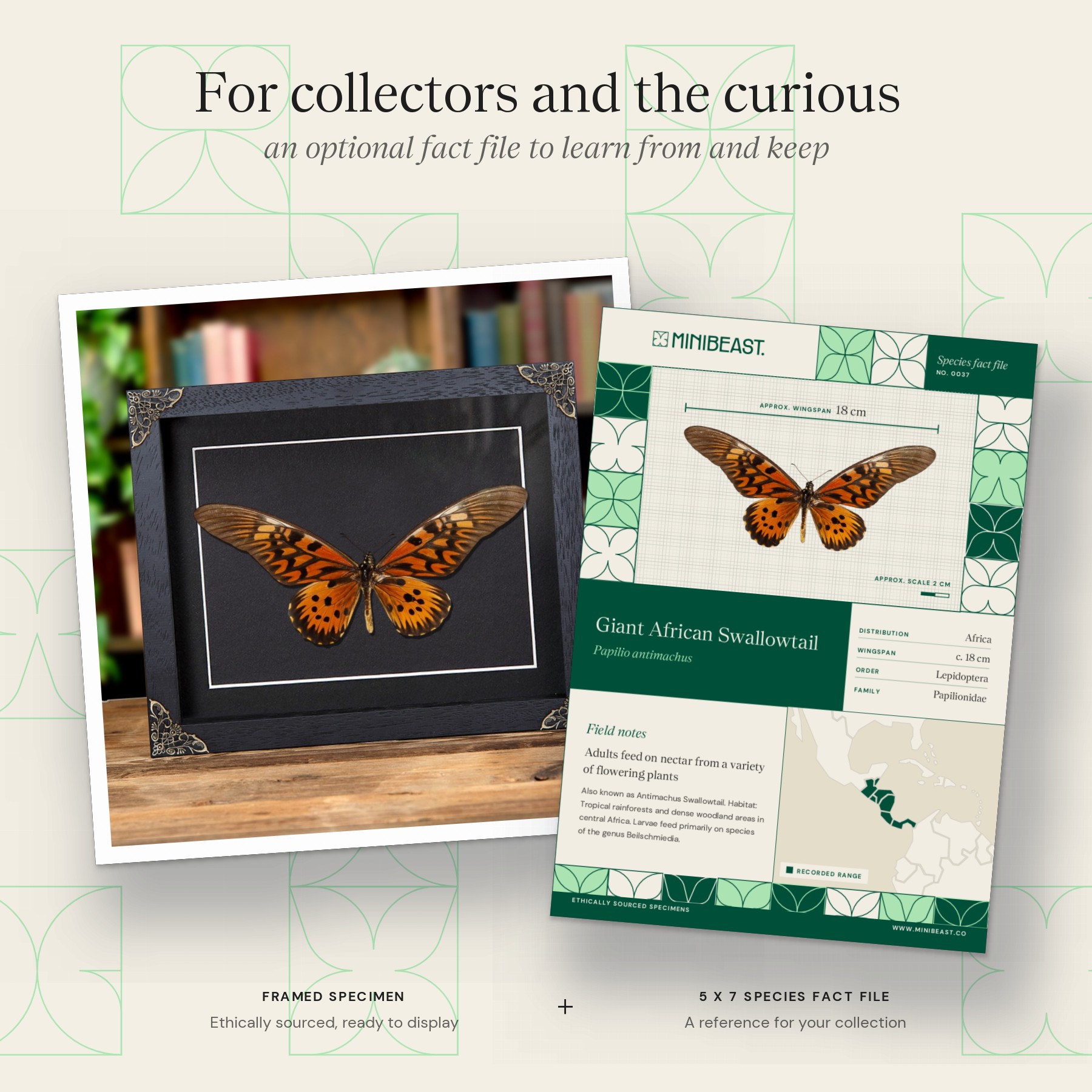Minibeast Giant African Swallowtail Butterfly In Baroque Style Frame (Papilio antimachus)