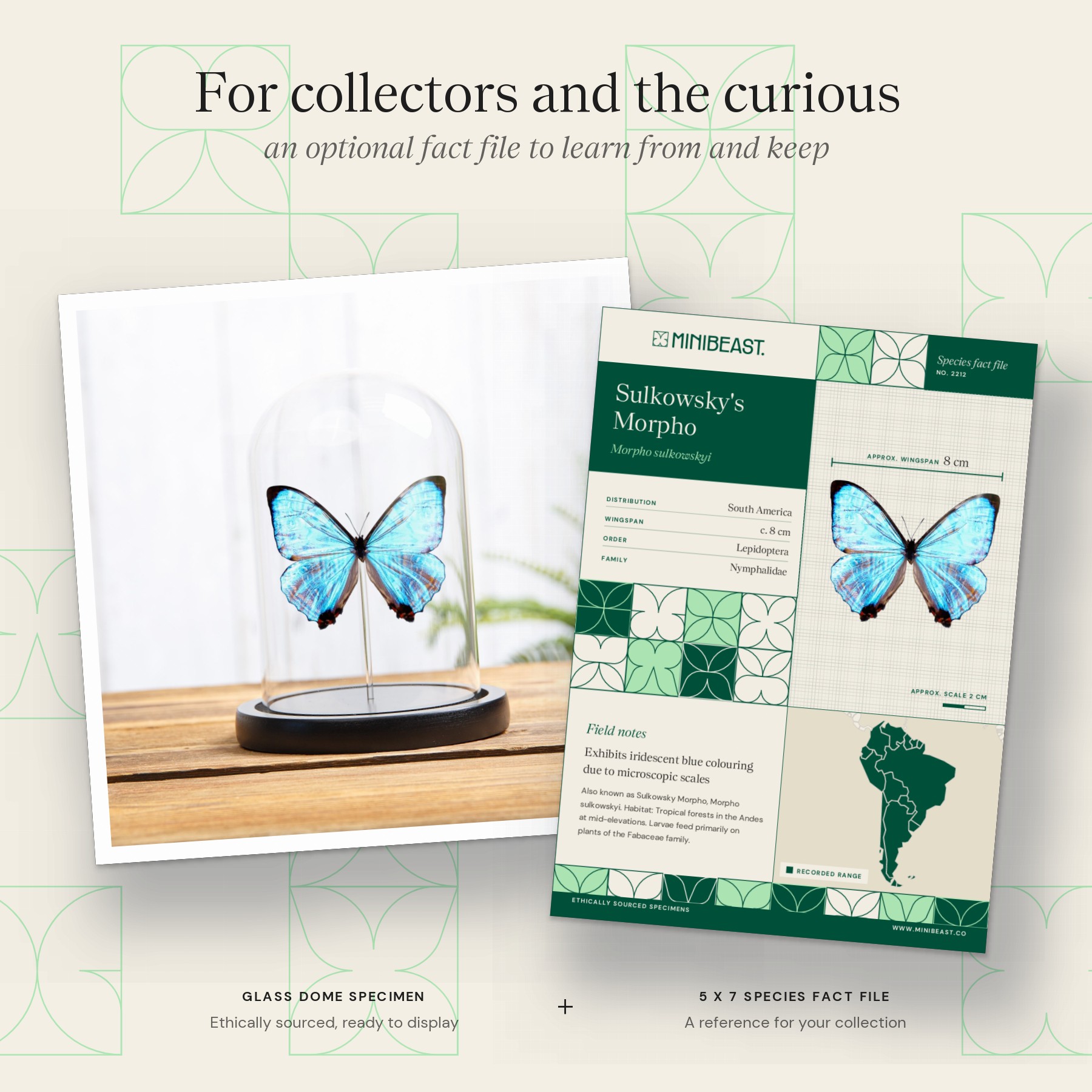 Minibeast Sulkowsky's Morpho Butterfly In Glass Dome (Morpho sulkowskyi)