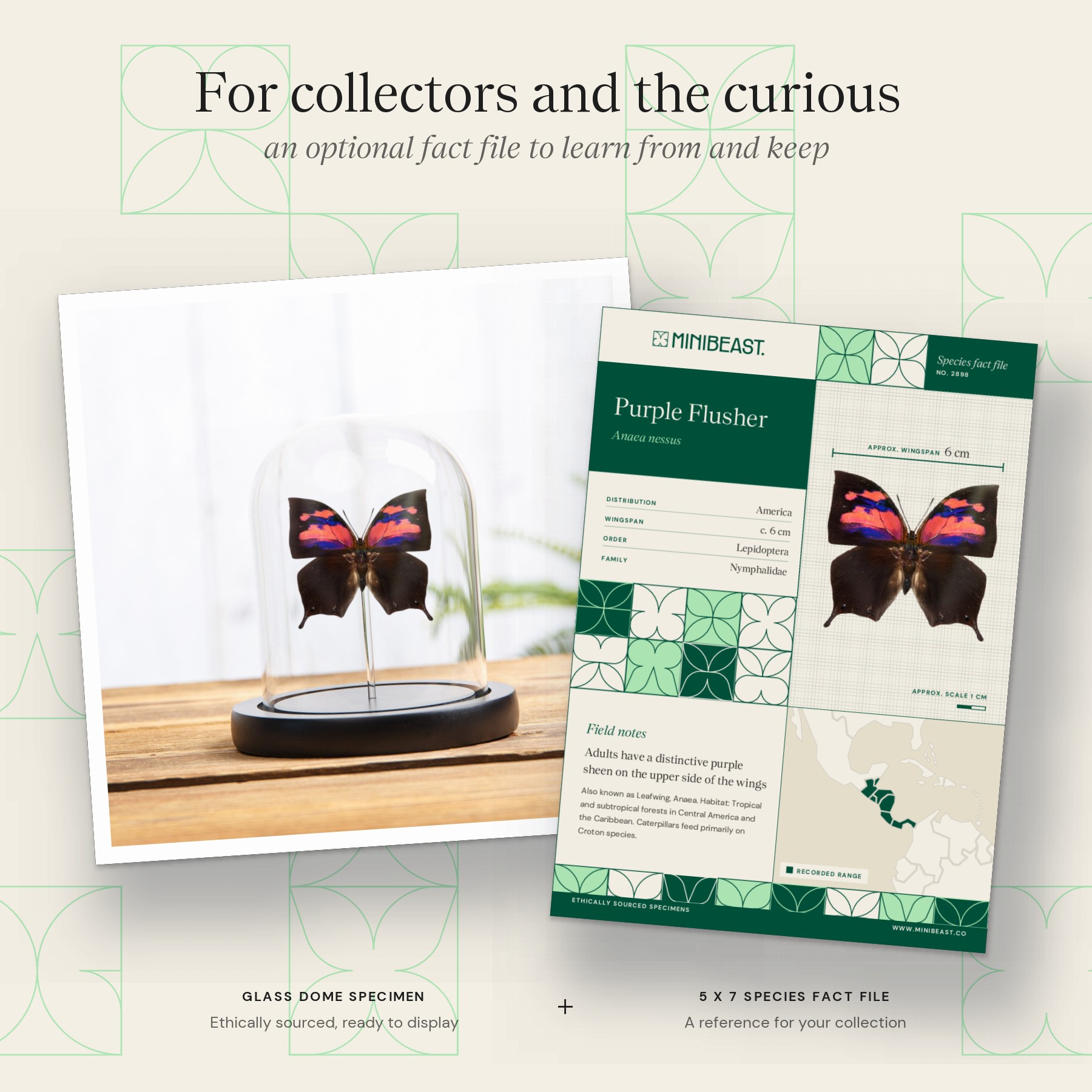 Minibeast Purple Flusher Butterfly In Glass Dome (Anaea nessus)