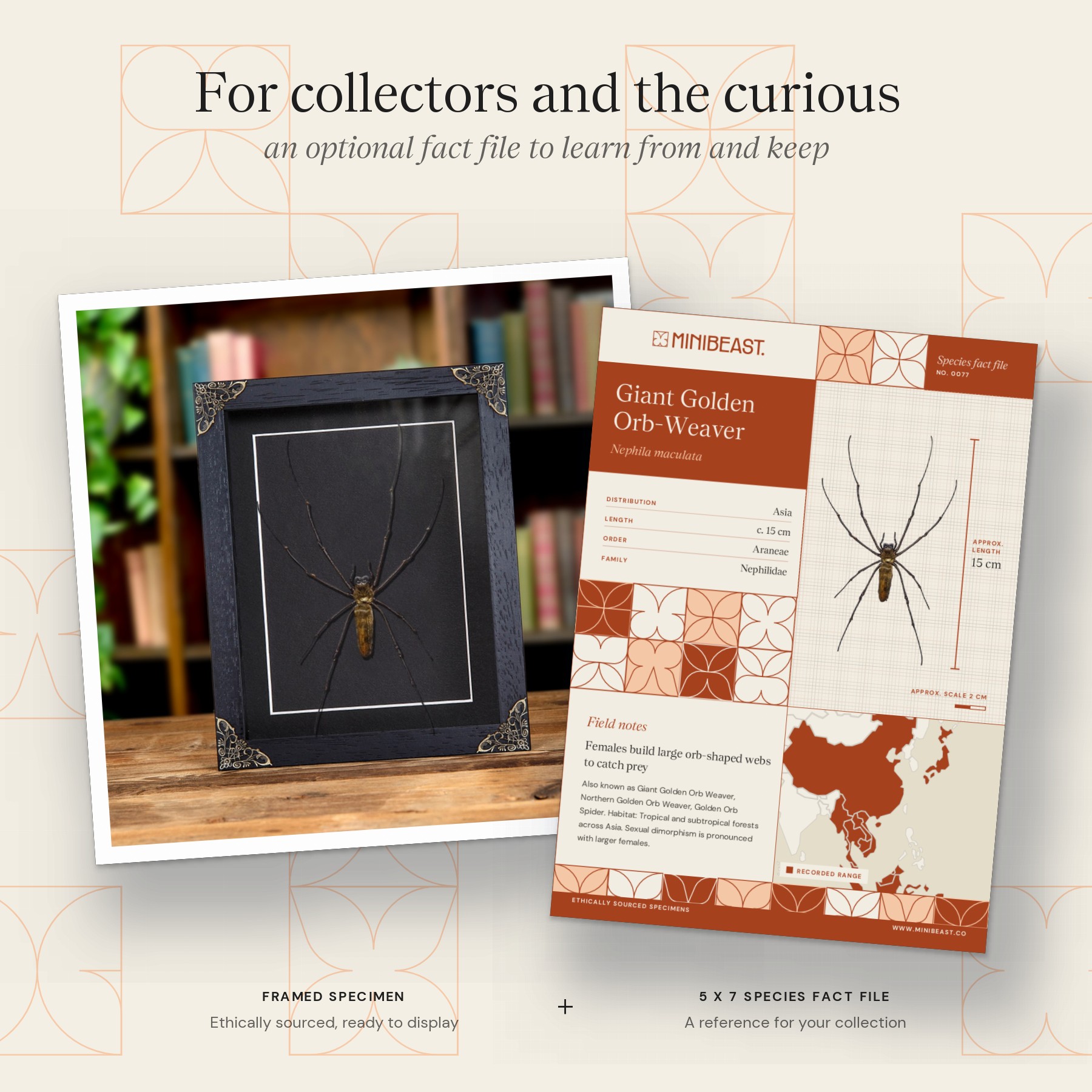 Minibeast Giant Golden Orb-Weaver In Baroque Style Frame (Nephila maculata)