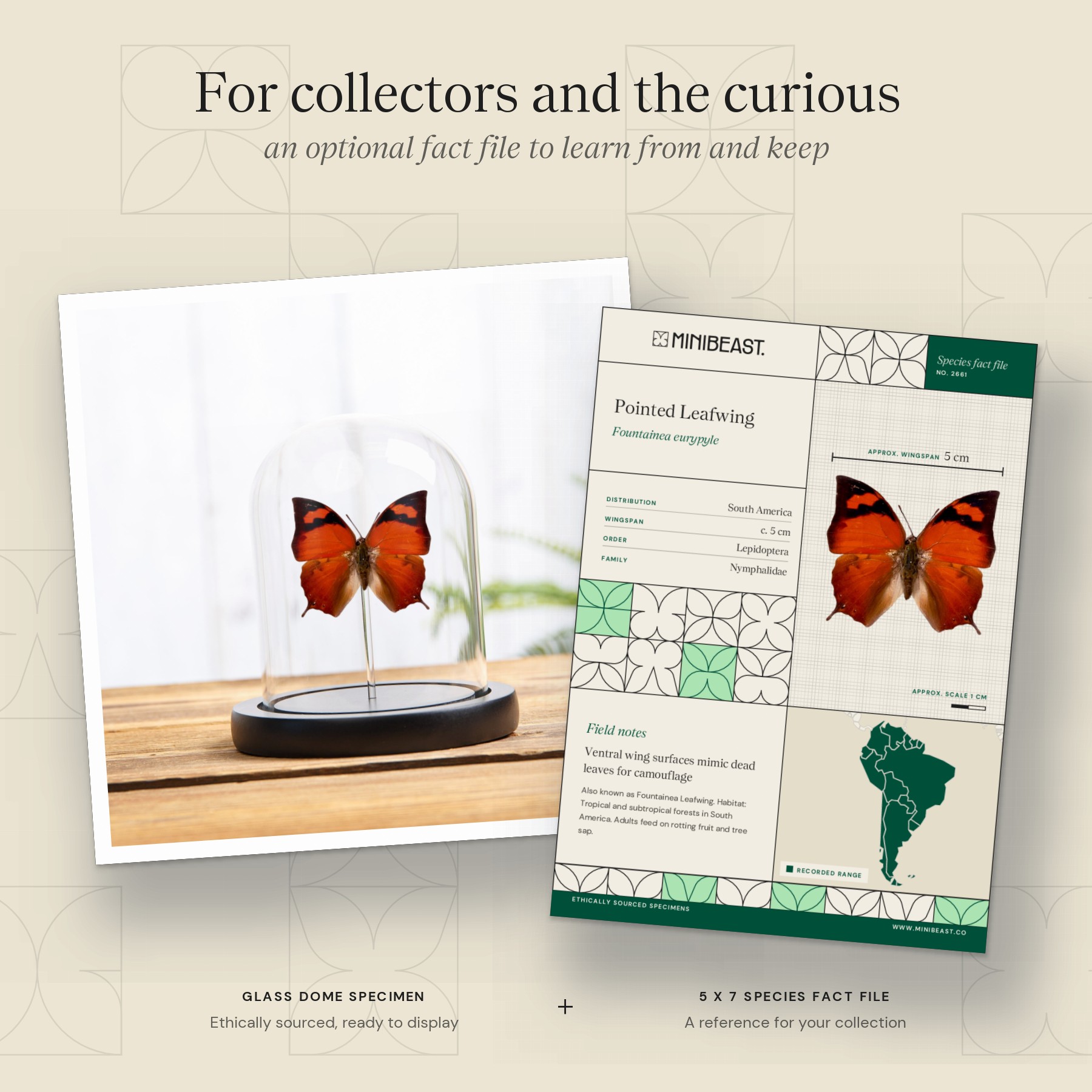 Minibeast Pointed Leafwing Butterfly In Glass Dome (Fountainea eurypyle)