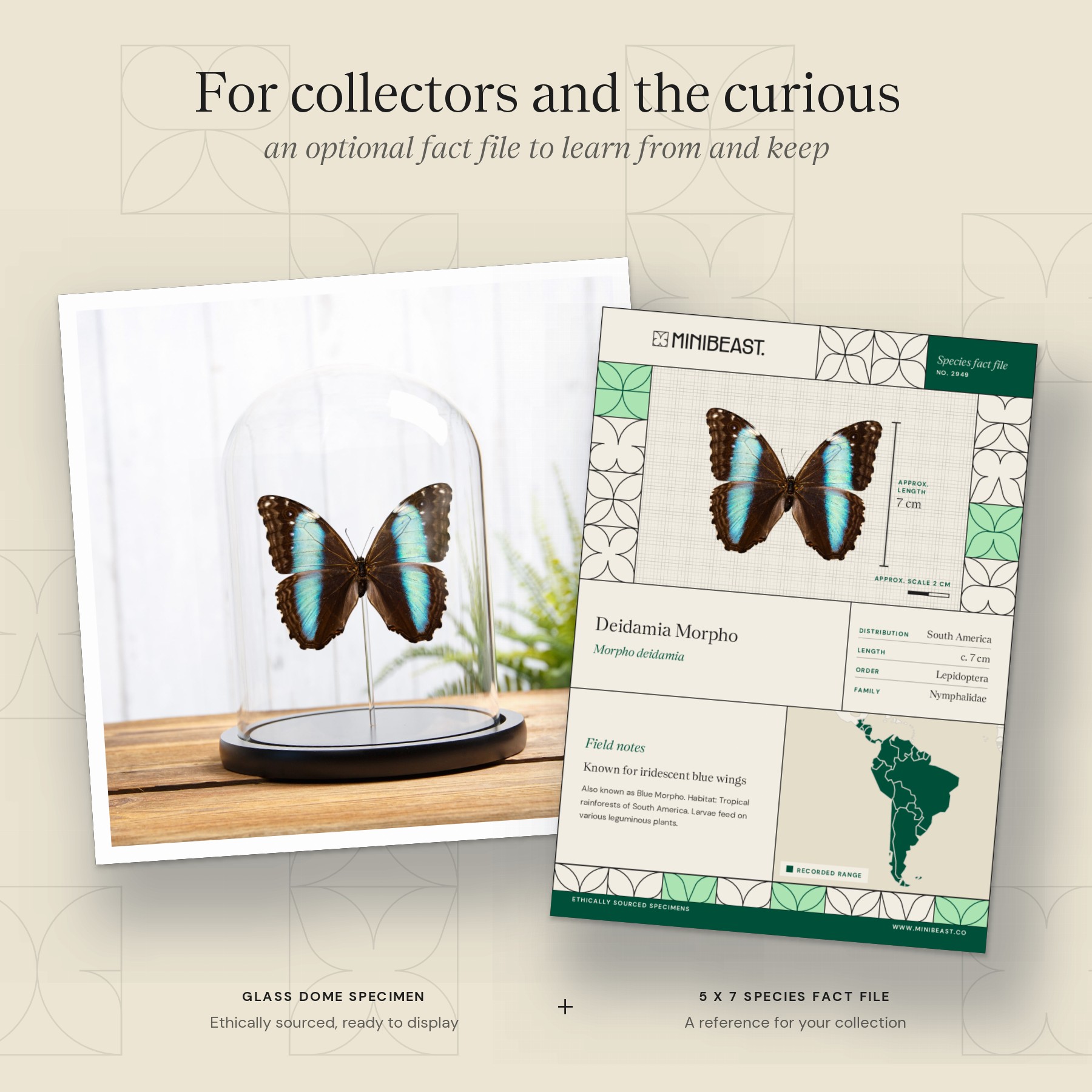 Minibeast Female Deidamia Morpho Butterfly In Glass Dome (Morpho deidamia)