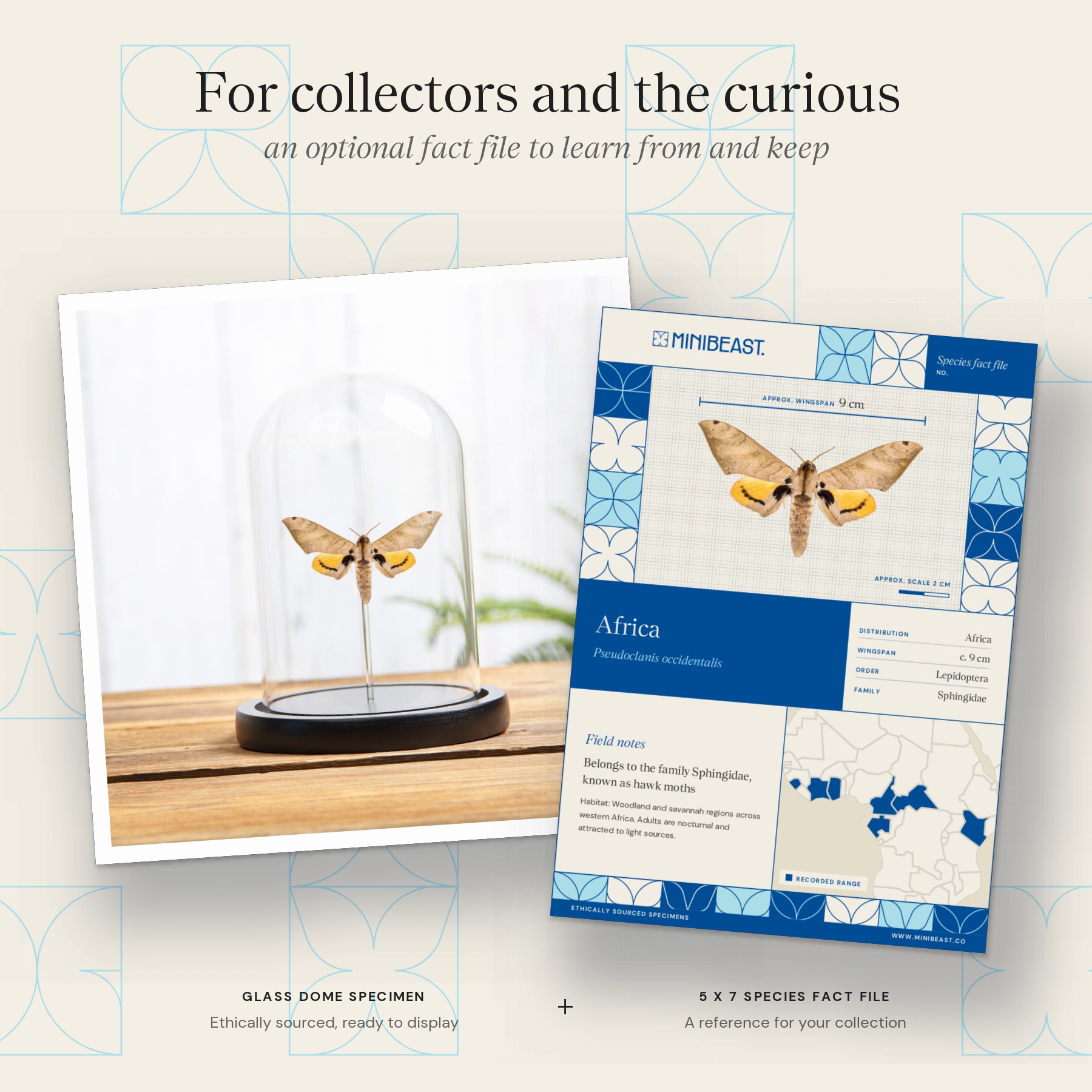 Minibeast Pseudoclanis occidentalis Moth In Glass Dome from Africa