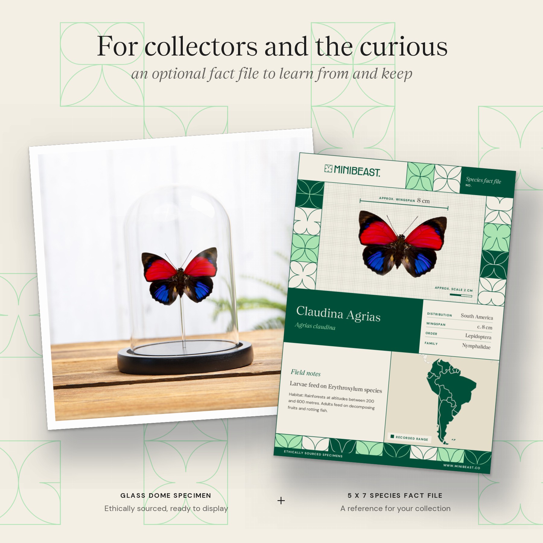 Minibeast Claudina Agrias Butterfly In Glass Dome (Agrias claudina)