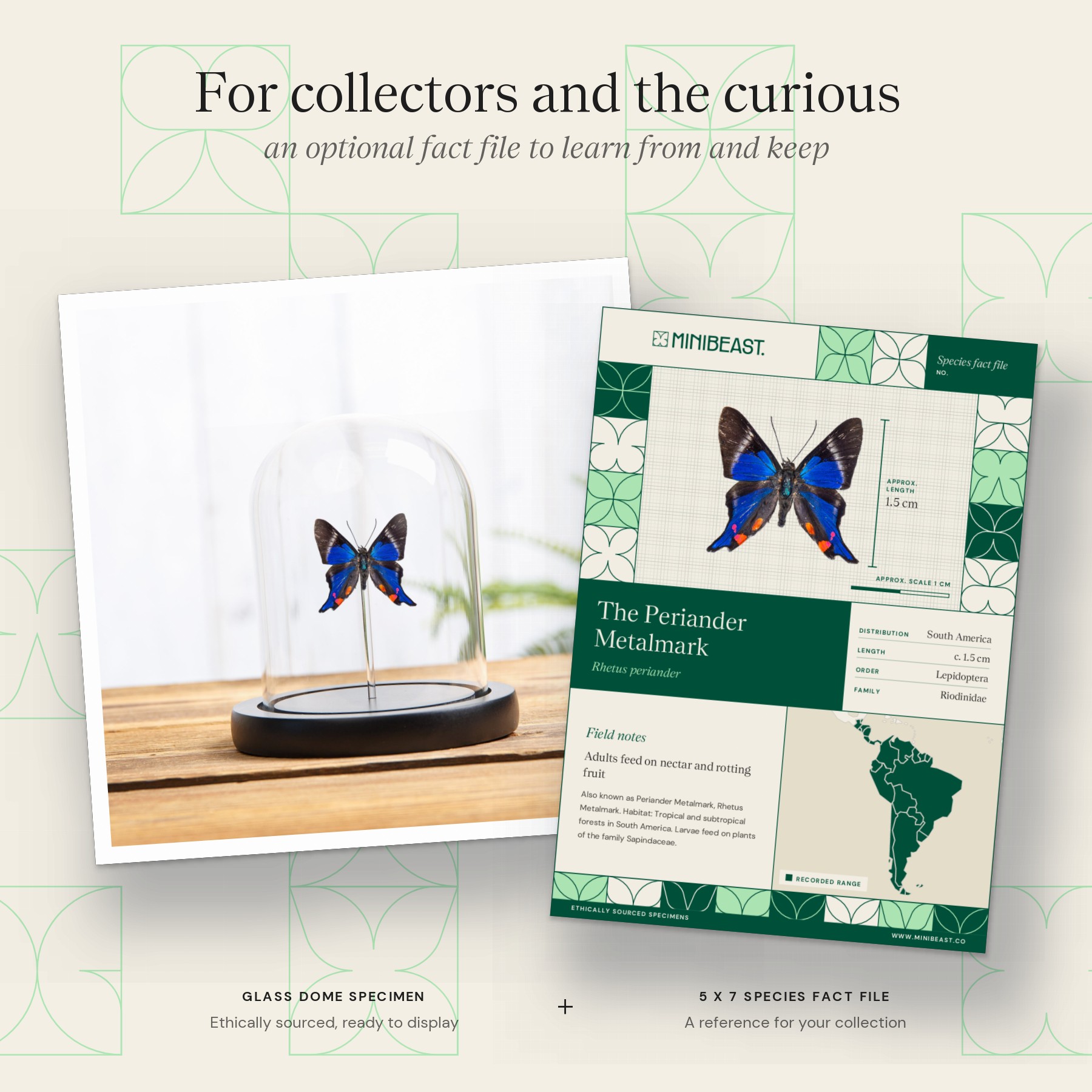 Minibeast The Periander Metalmark Butterfly In Glass Dome (Rhetus periander)