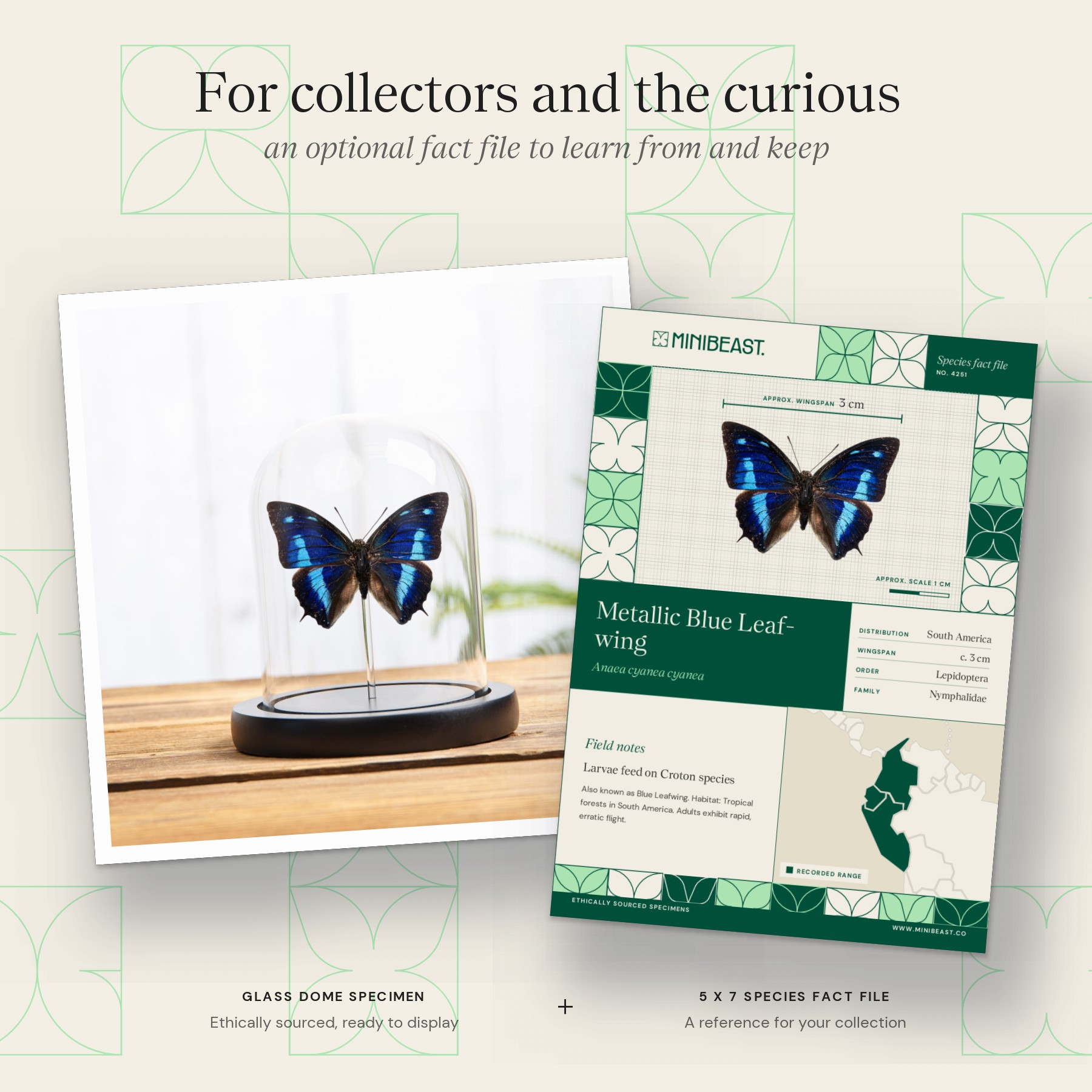 Minibeast Metallic Blue Leaf-wing Butterfly In Glass Dome (Anaea cyanea cyanea)