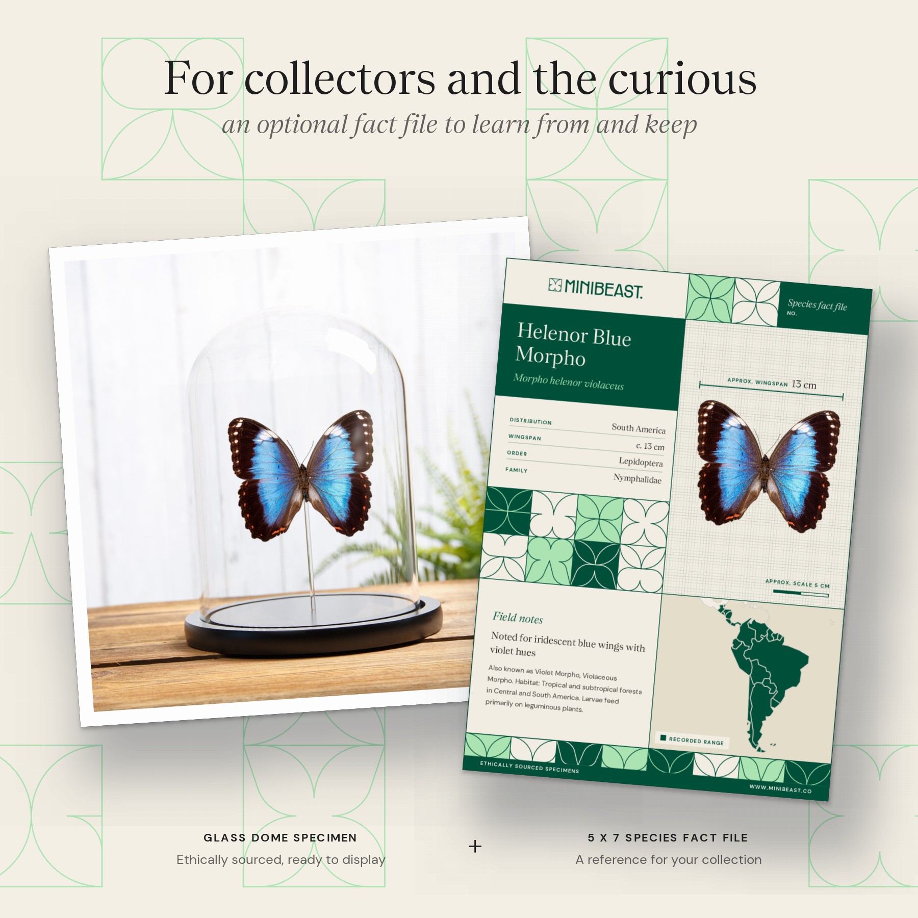 Minibeast Helenor Blue Morpho Butterfly In Glass Dome (Morpho helenor violaceus)
