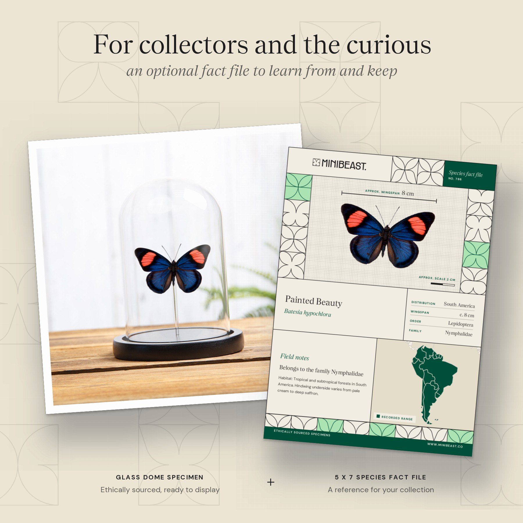 Minibeast Painted Beauty Butterfly In Glass Dome (Batesia hypochlora)
