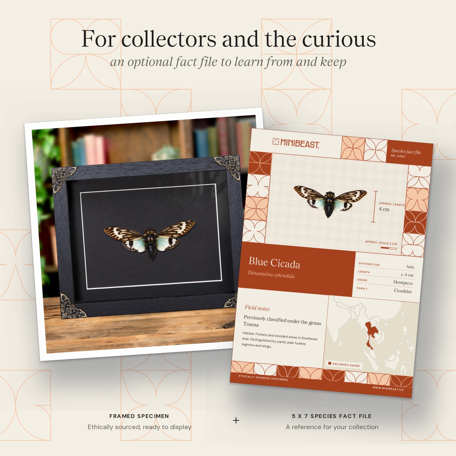 Minibeast Blue Cicada In Baroque Style Frame (Distantalna splendida)