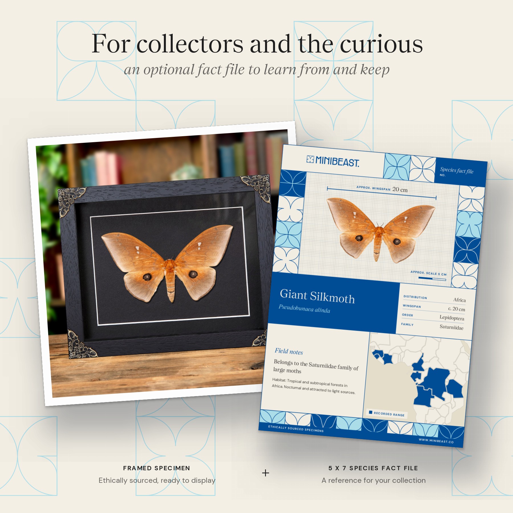 Minibeast Giant Silkmoth In Baroque Style Frame (Pseudobunaea alinda)