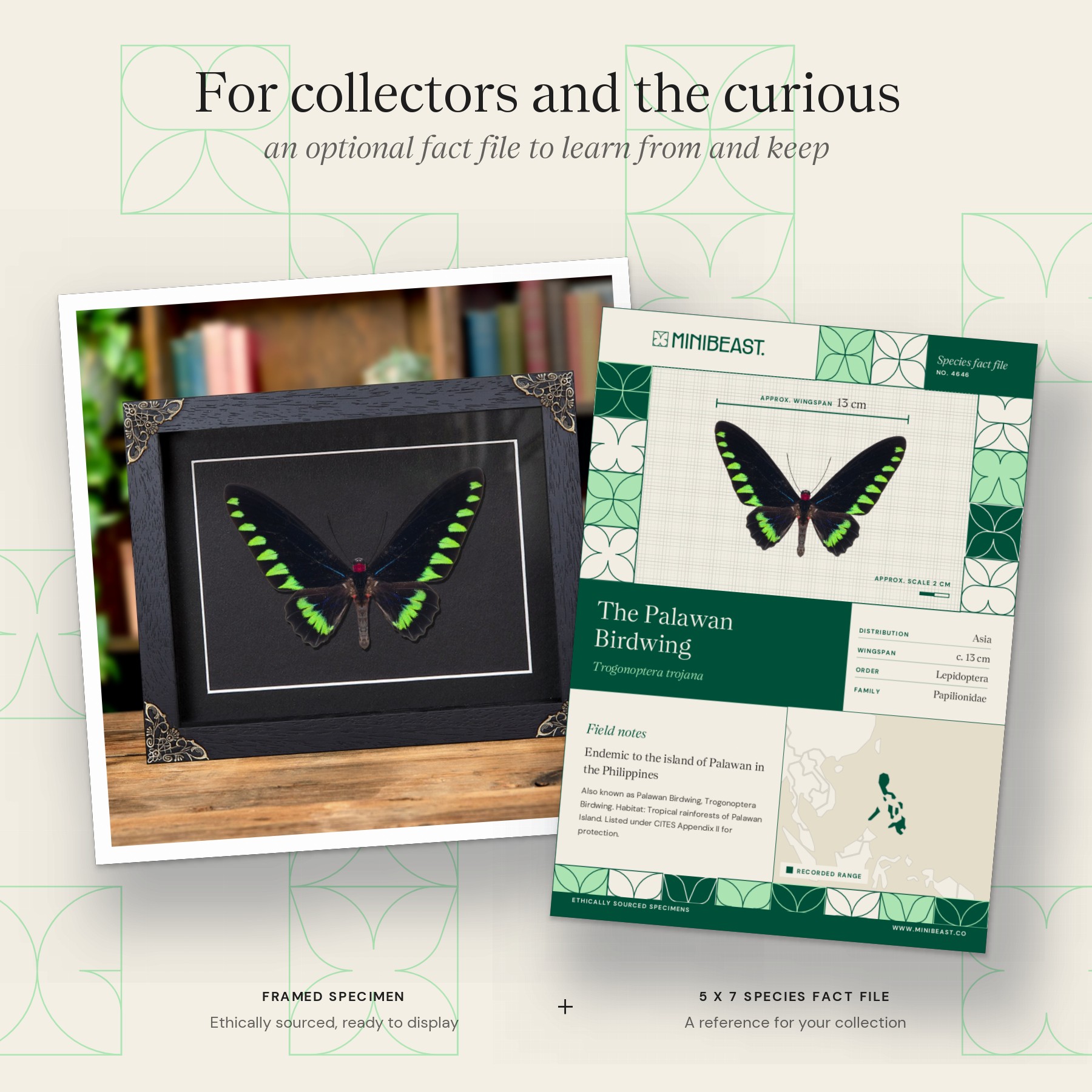 Minibeast Palawan Birdwing Butterfly In Baroque Style Frame (Trogonoptera trojana)