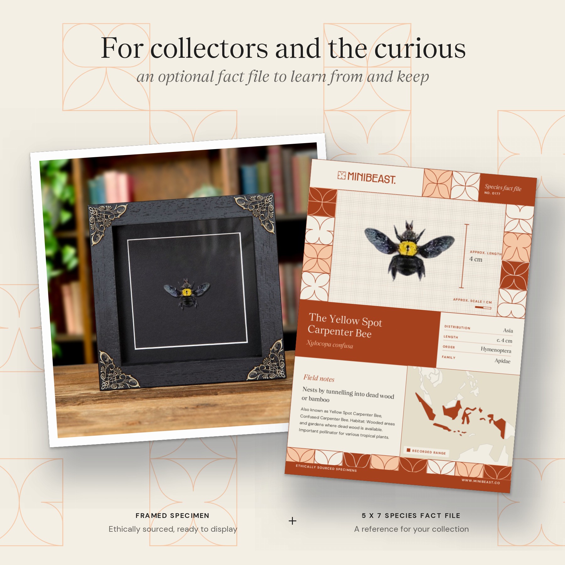 Minibeast The Yellow Spot Carpenter Bee In Baroque Style Frame (Xylocopa confusa)
