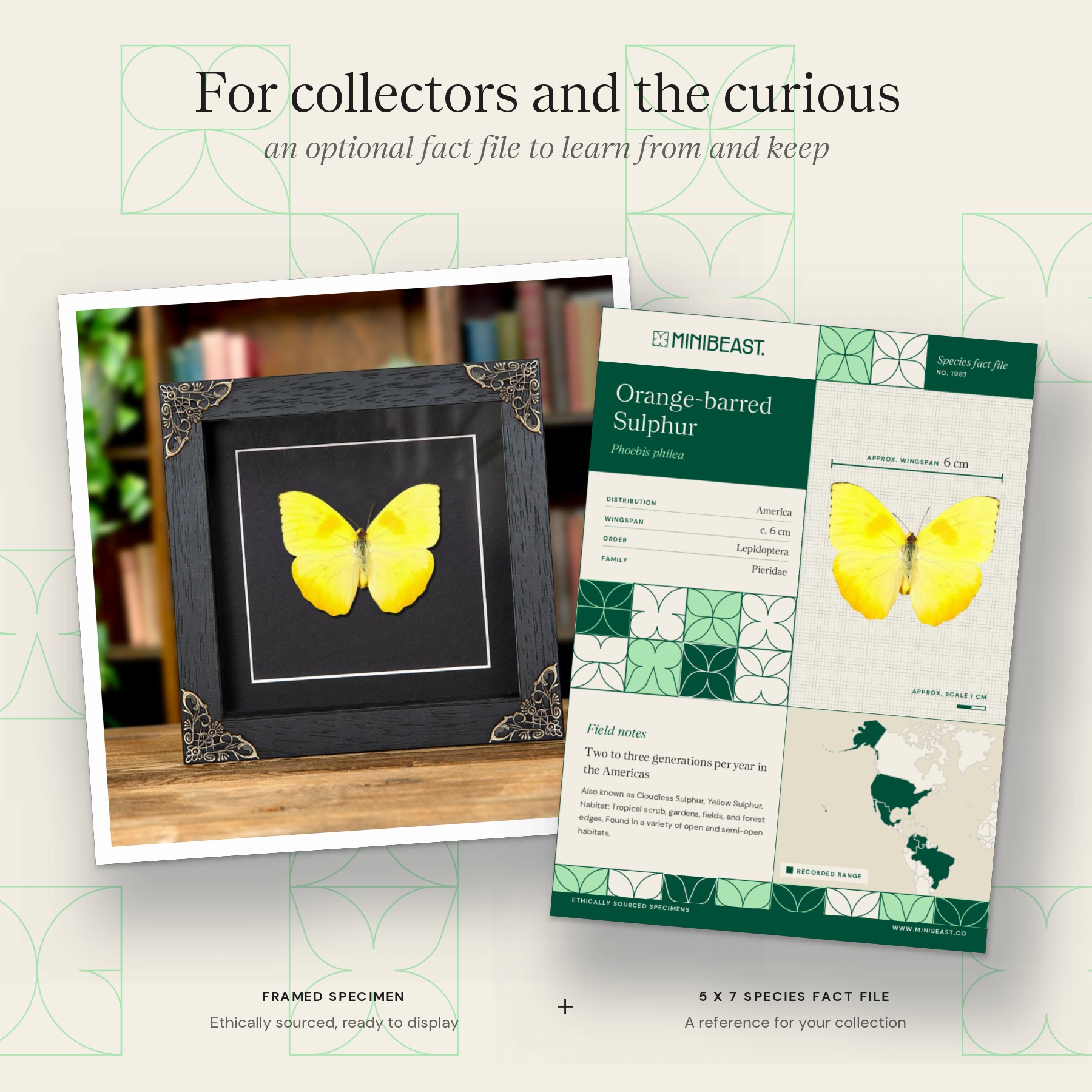 Minibeast Orange-barred Sulphur Butterfly In Baroque Style Frame (Phoebis philea)