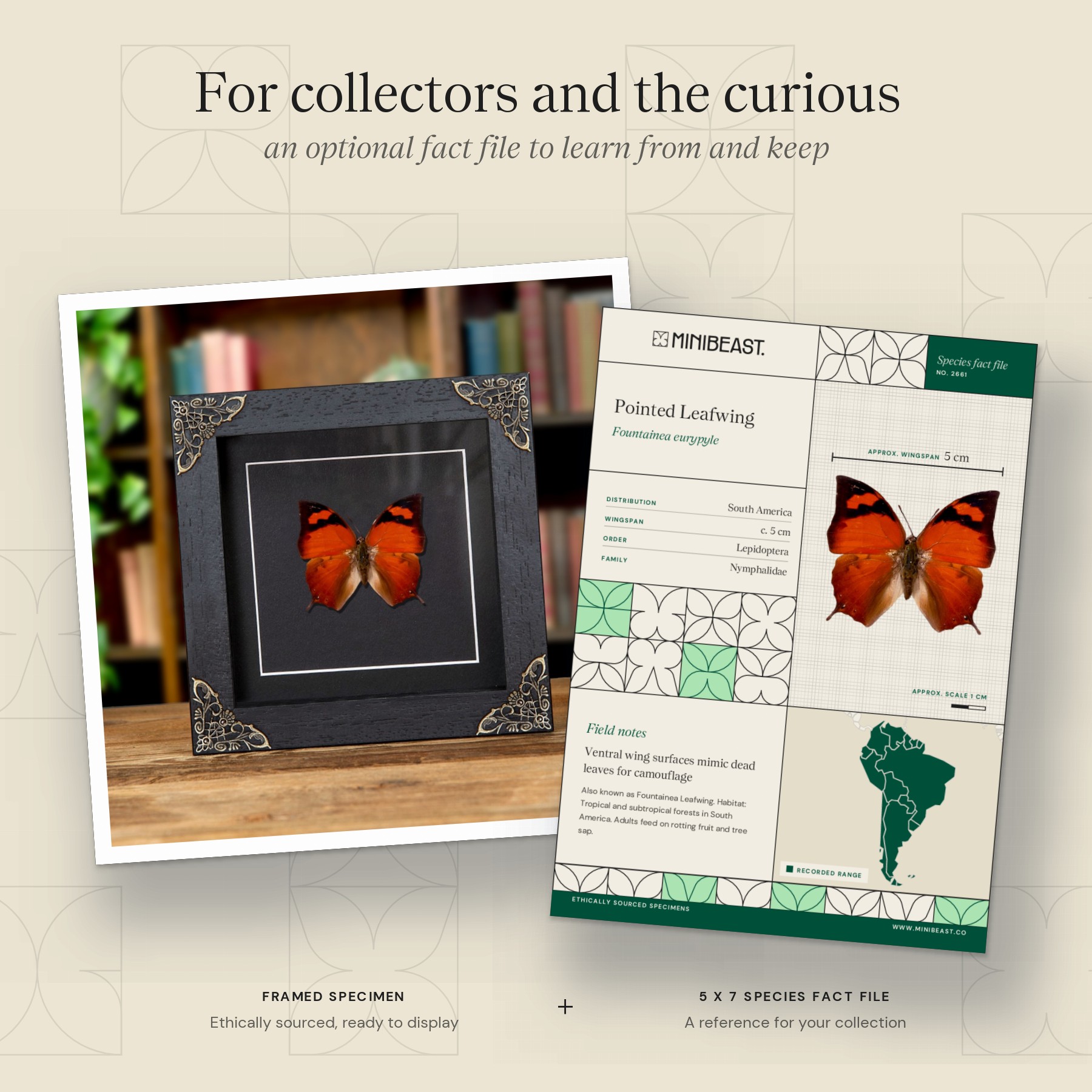 Minibeast Pointed Leafwing Butterfly In Baroque Style Frame (Fountainea eurypyle)