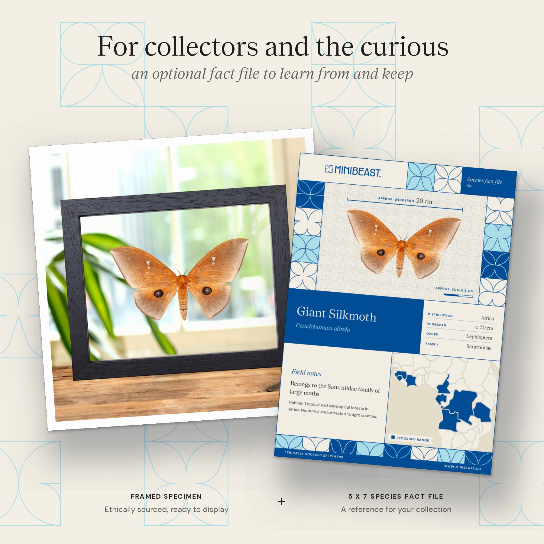Minibeast Giant Silkmoth In Clear Glass Frame (Pseudobunaea alinda)