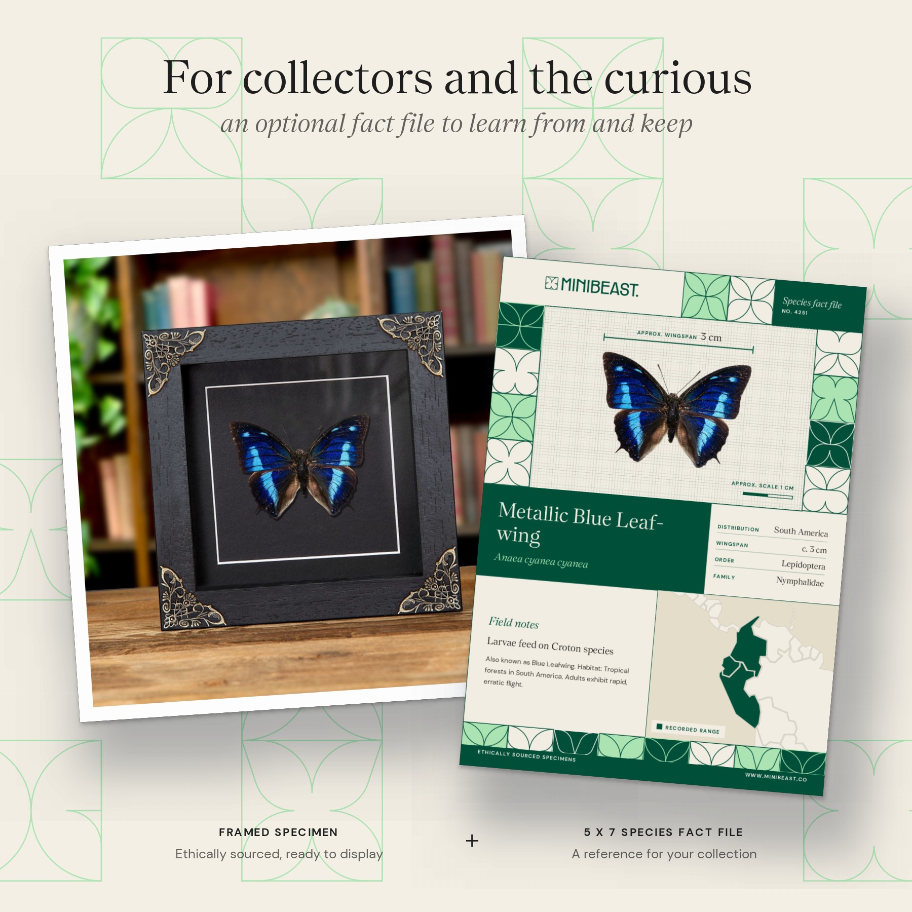 Minibeast Metallic Blue Leaf-wing Butterfly In Baroque Style Frame (Anaea cyanea cyanea)