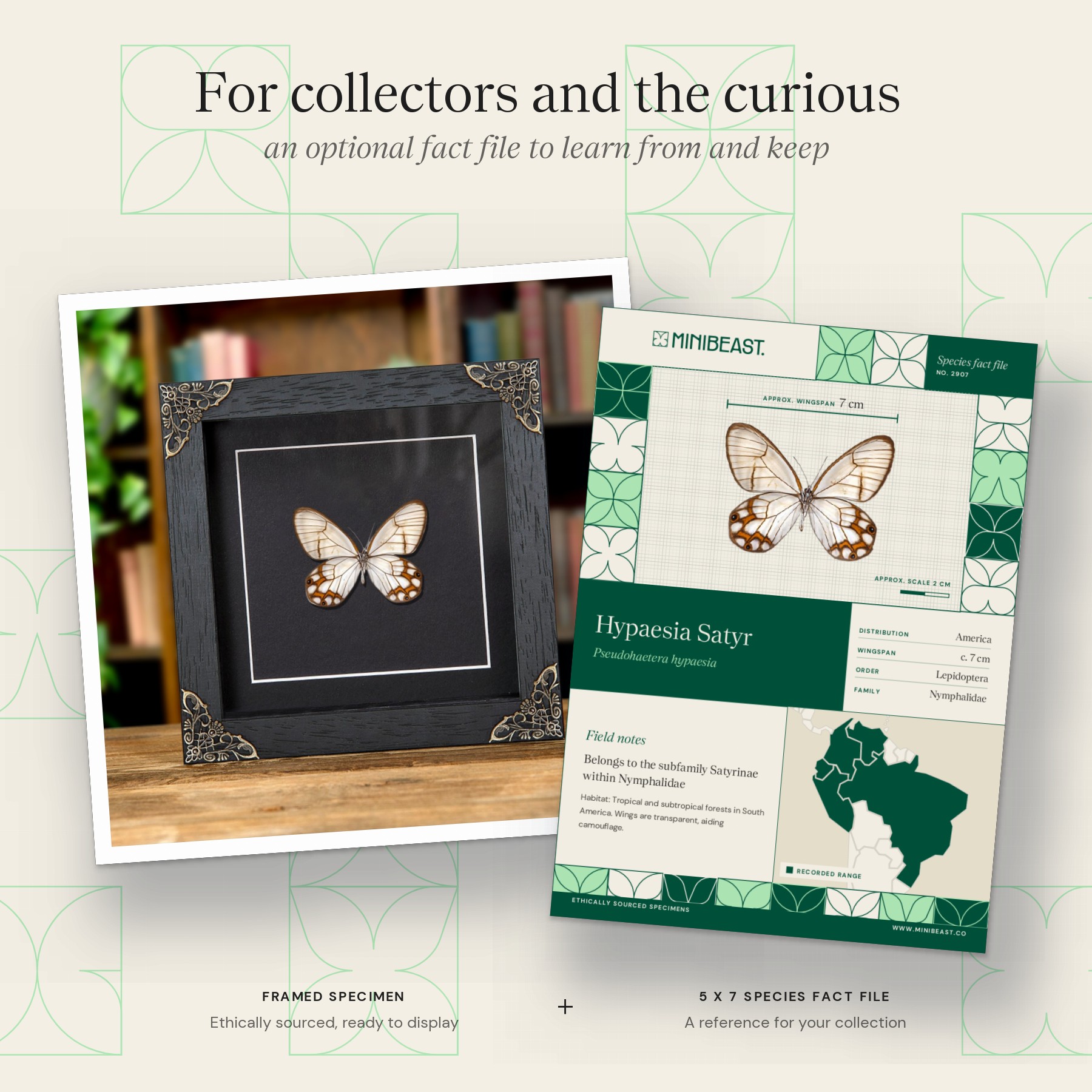 Minibeast Hypaesia Satyr Butterfly In Baroque Style Frame (Pseudohaetera hypaesia)