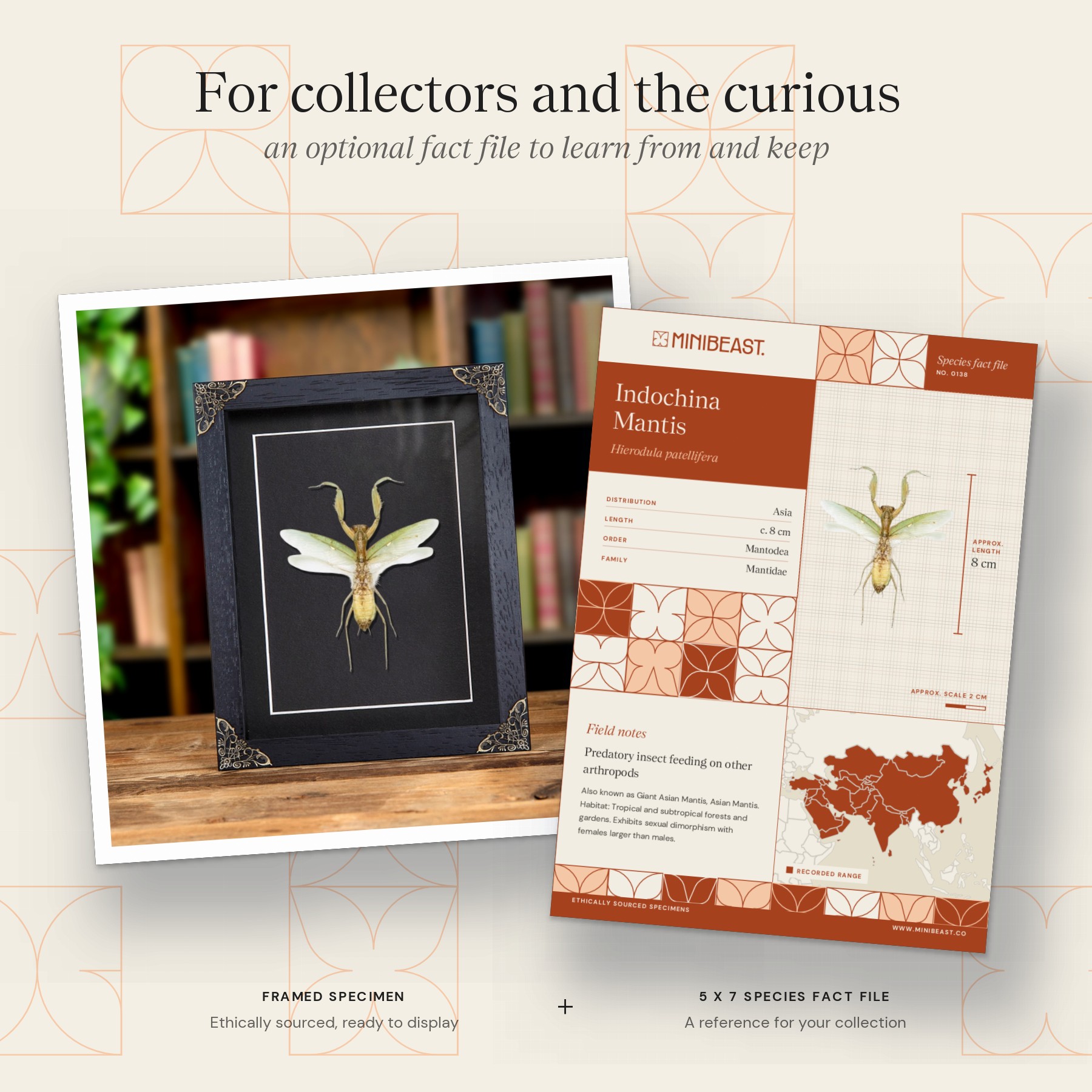 Minibeast The Indochina Mantis In Baroque Style Frame (Hierodula patellifera)