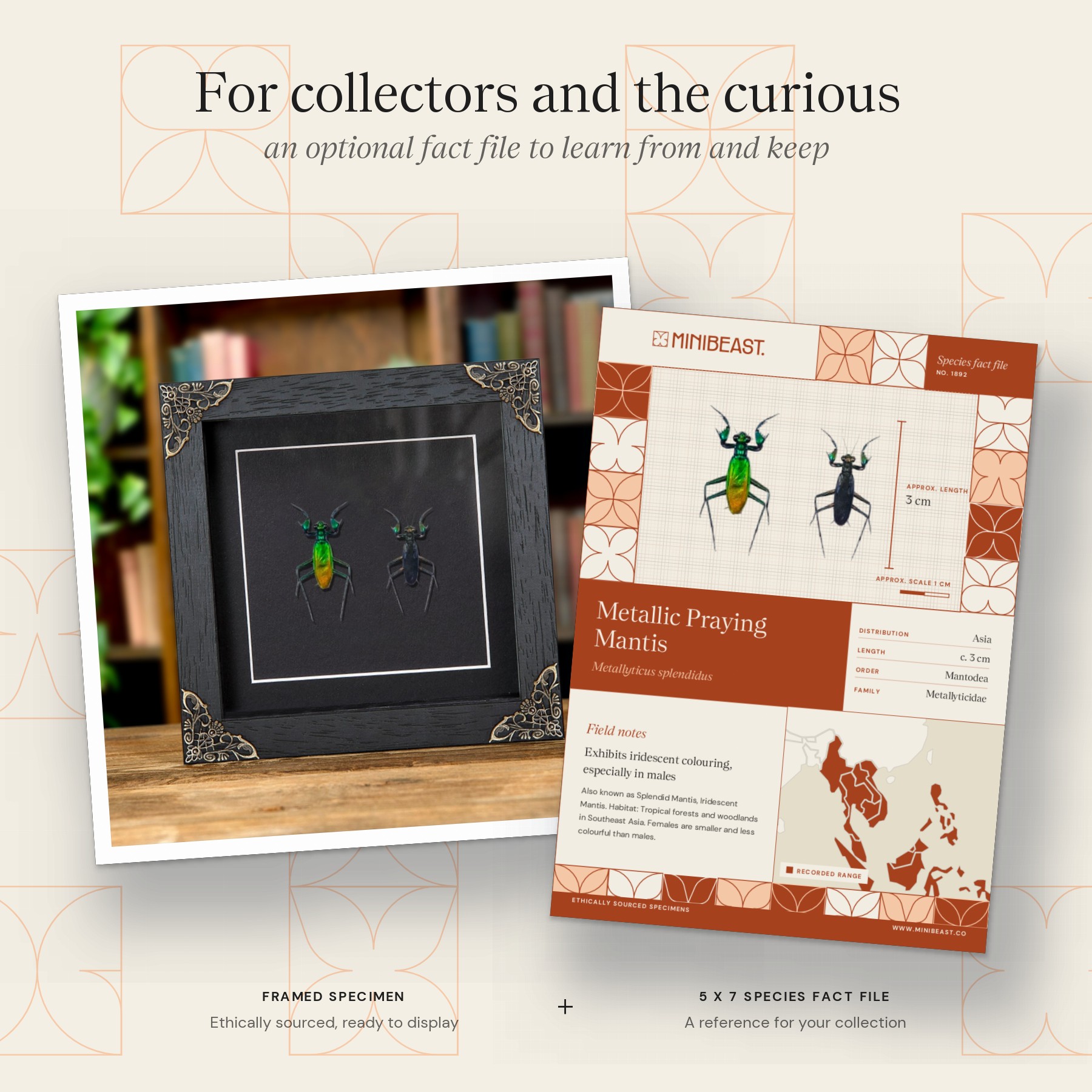 Minibeast Metallic Praying Mantis Pair In Baroque Style Frame (Metallyticus splendidus)