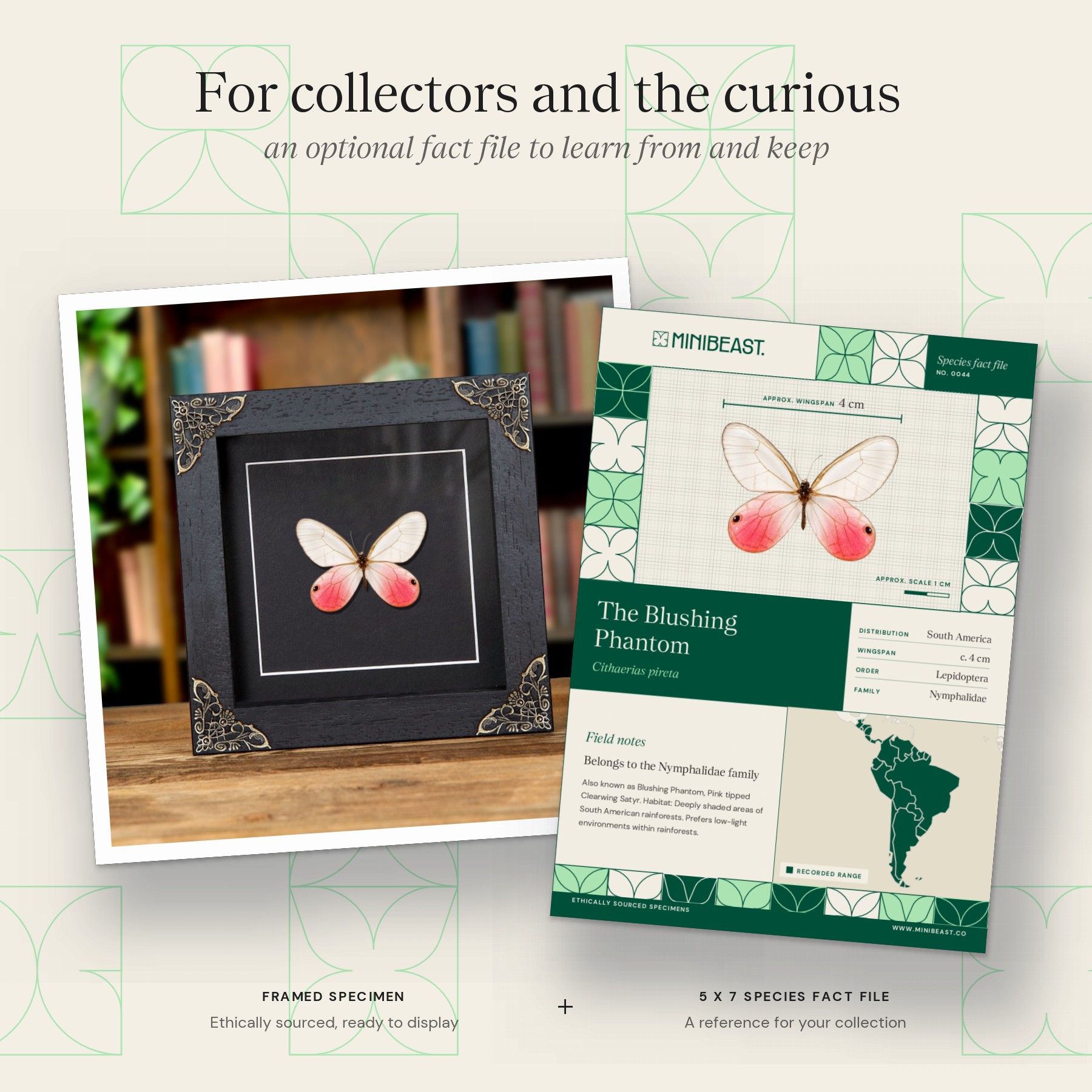 Minibeast The Blushing Phantom Butterfly In Baroque Style Frame (Cithaerias pireta)