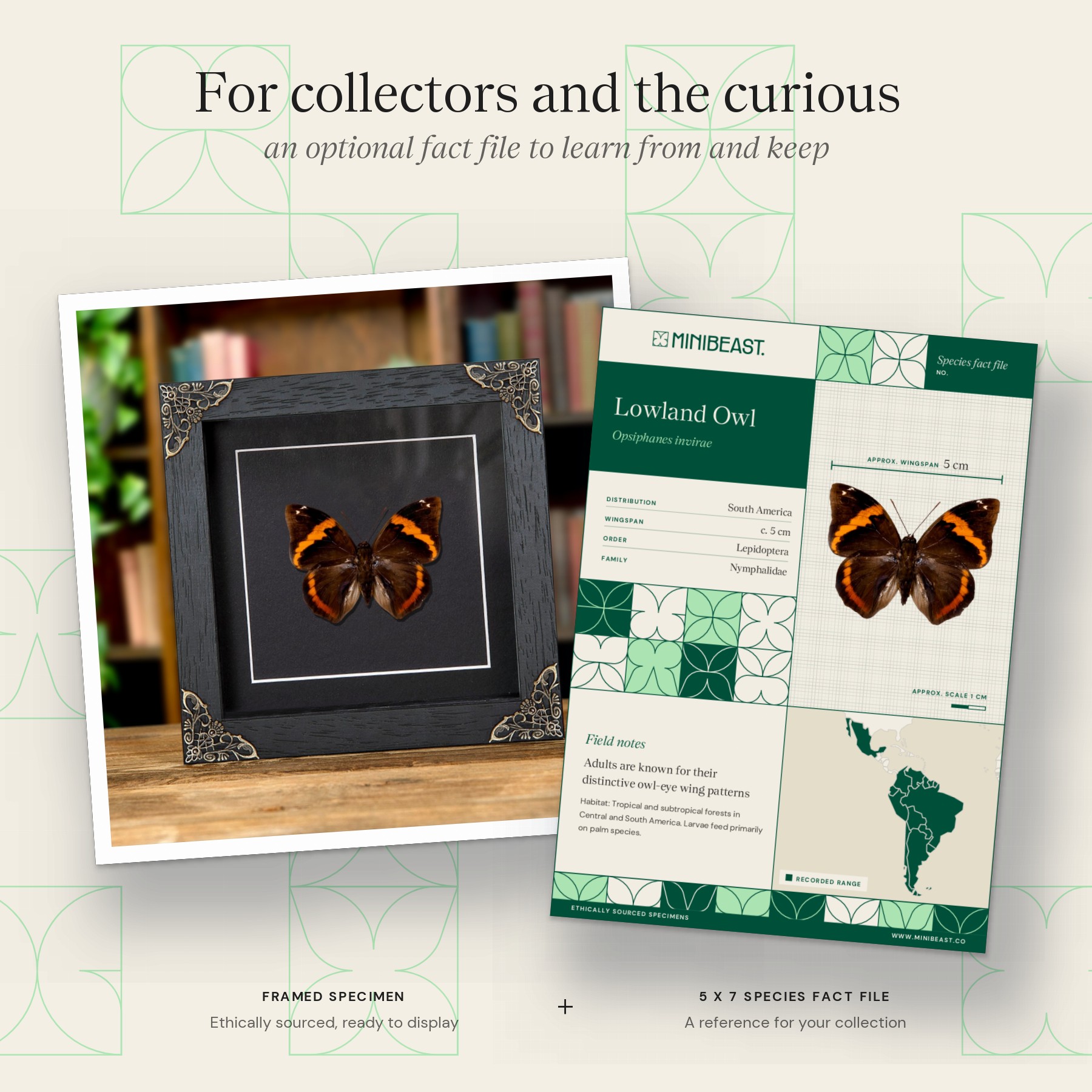 Minibeast Lowl& Owl Butterfly In Baroque Style Frame (Opsiphanes invirae)