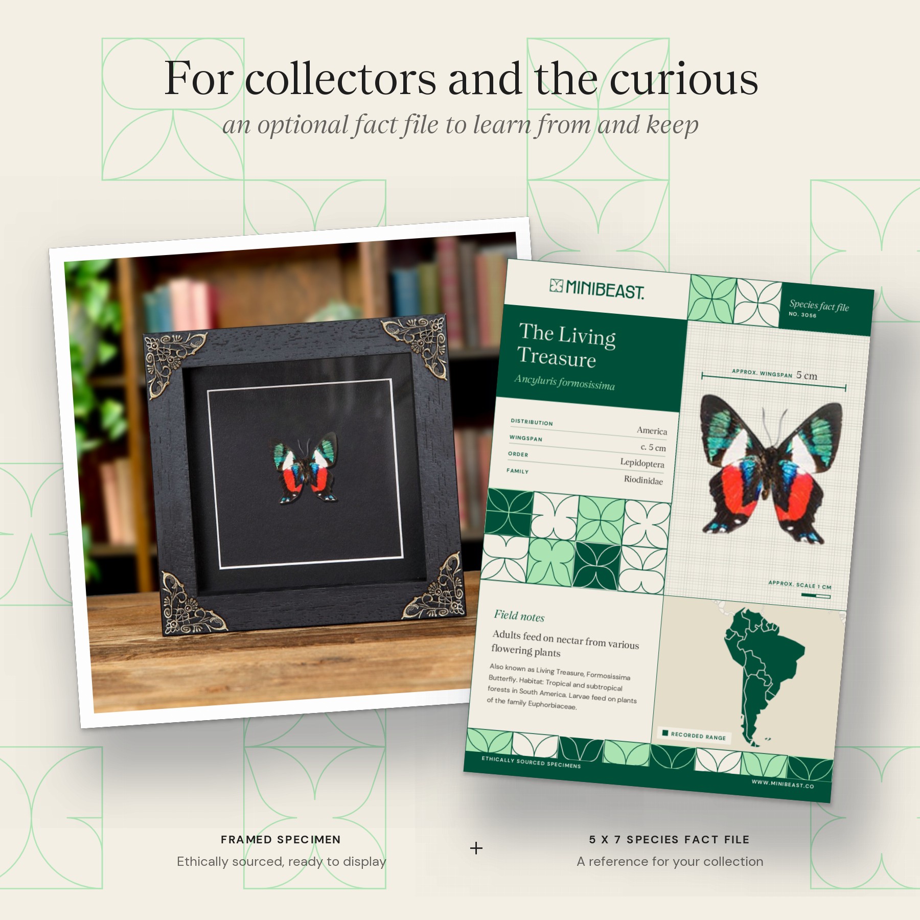 Minibeast The Living Treasure Butterfly Ventral Side In Baroque Style Frame (Ancyluris formosissima)