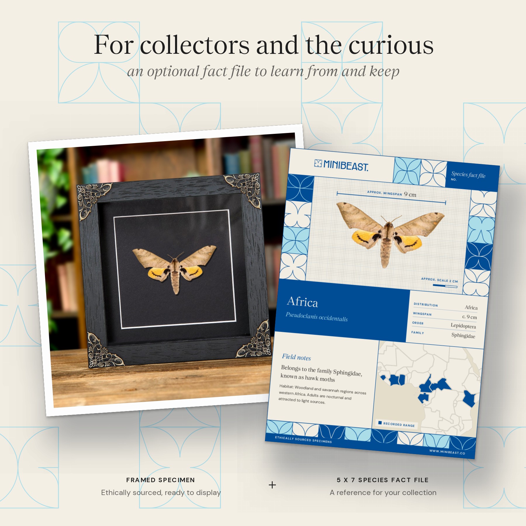 Minibeast Pseudoclanis occidentalis Moth In Baroque Style Frame from Africa