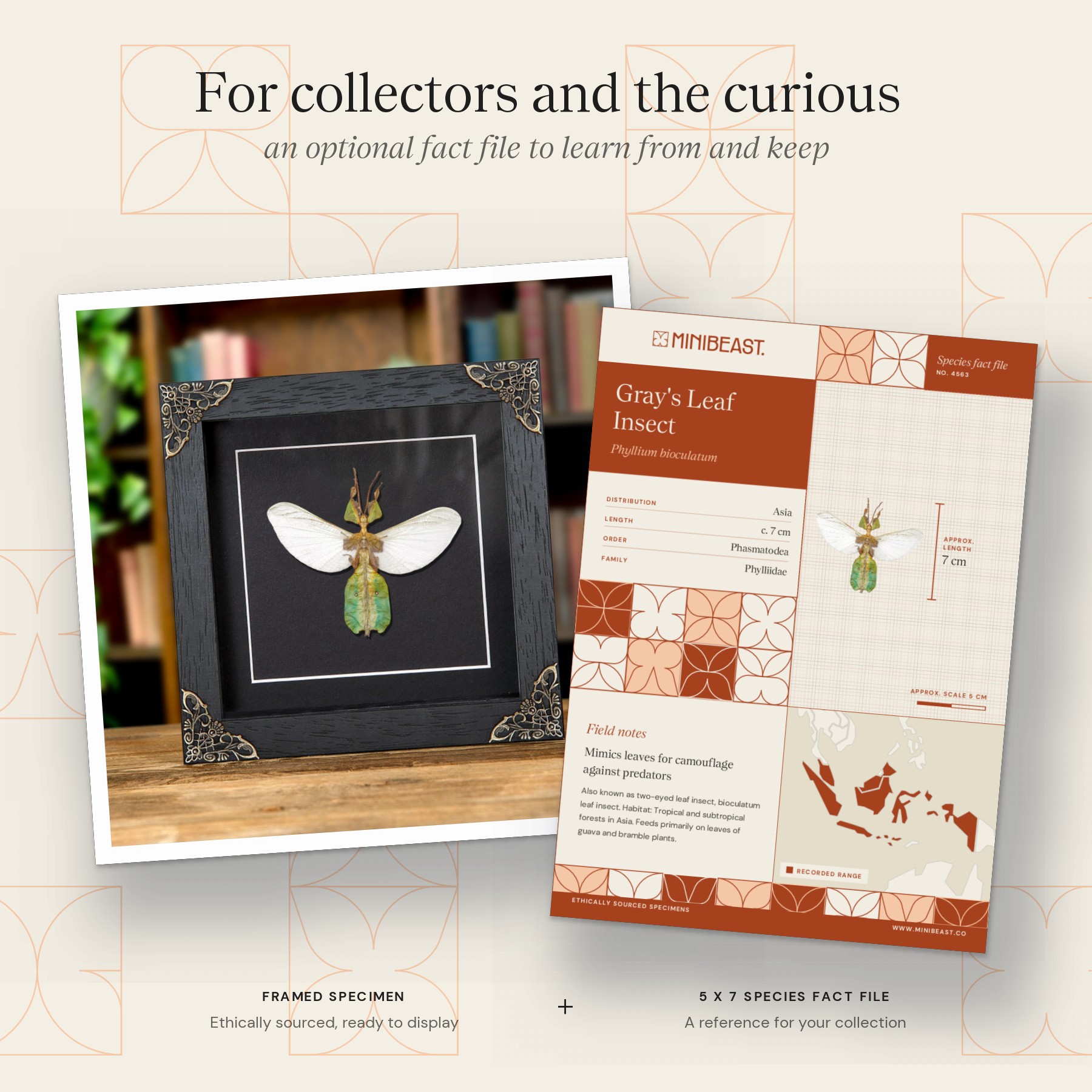 Minibeast Female Gray's Leaf Insect with Wings Spread In Baroque Style Frame (Phyllium bioculatum)
