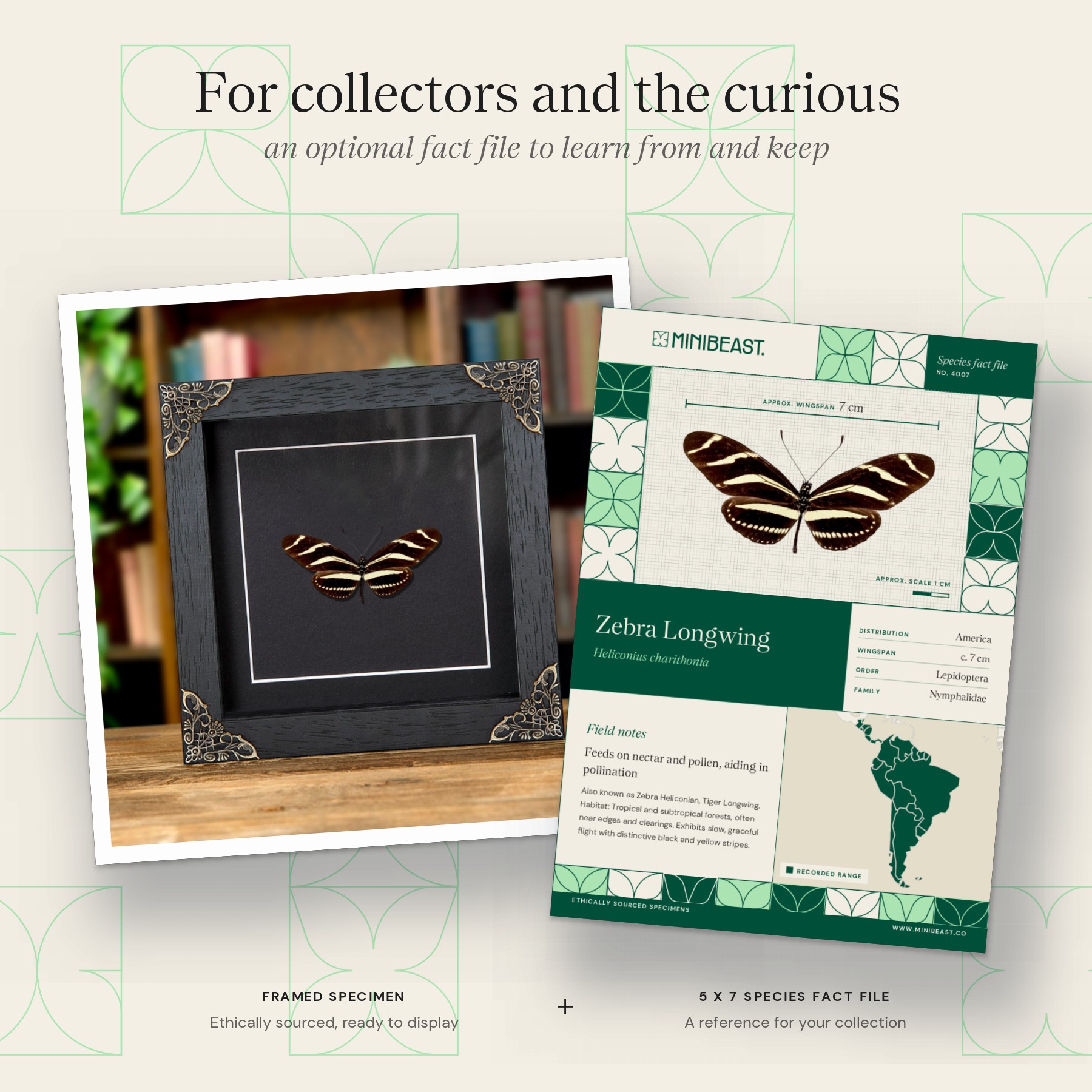 Minibeast Zebra Longwing In Baroque Style Frame (Heliconius charithonia)