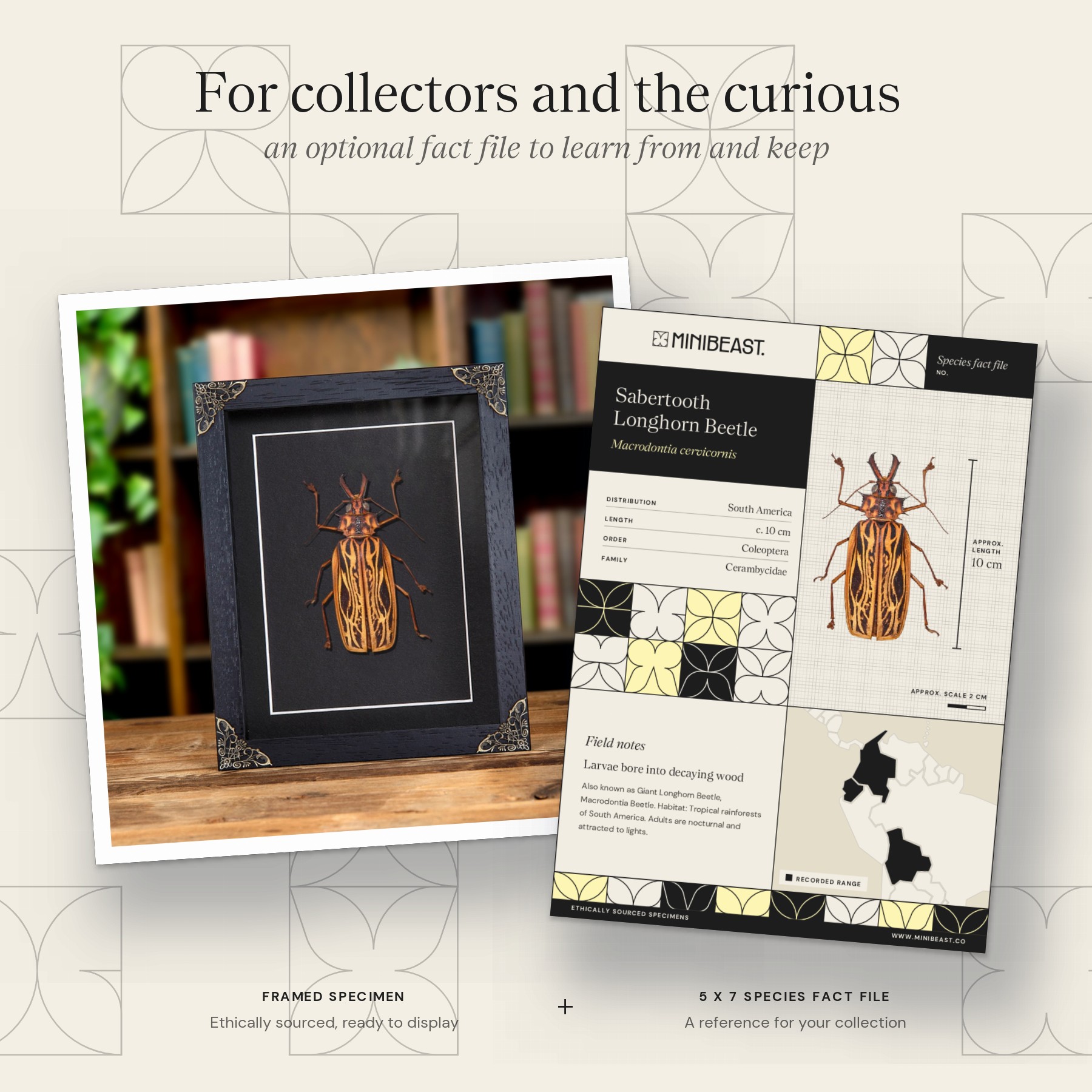 Minibeast Female Sabertooth Longhorn Beetle In Baroque Style Frame (Macrodontia cervicornis)