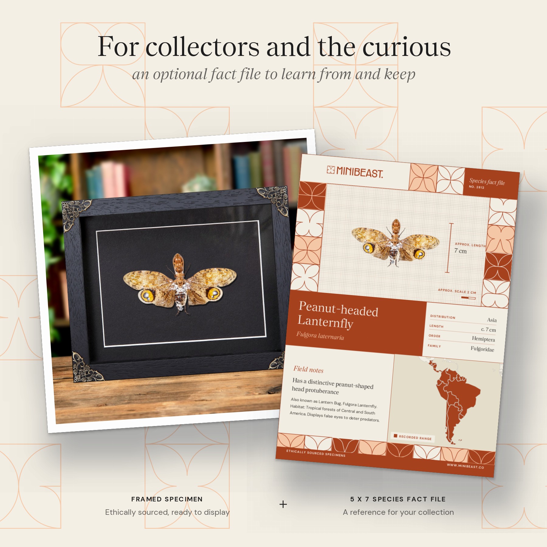 Peanut-headed Lanternfly In Baroque Style Frame (Fulgora laternaria) Minibeast Peanut-headed Lanternfly In Baroque Style Frame (Fulgora laternaria)