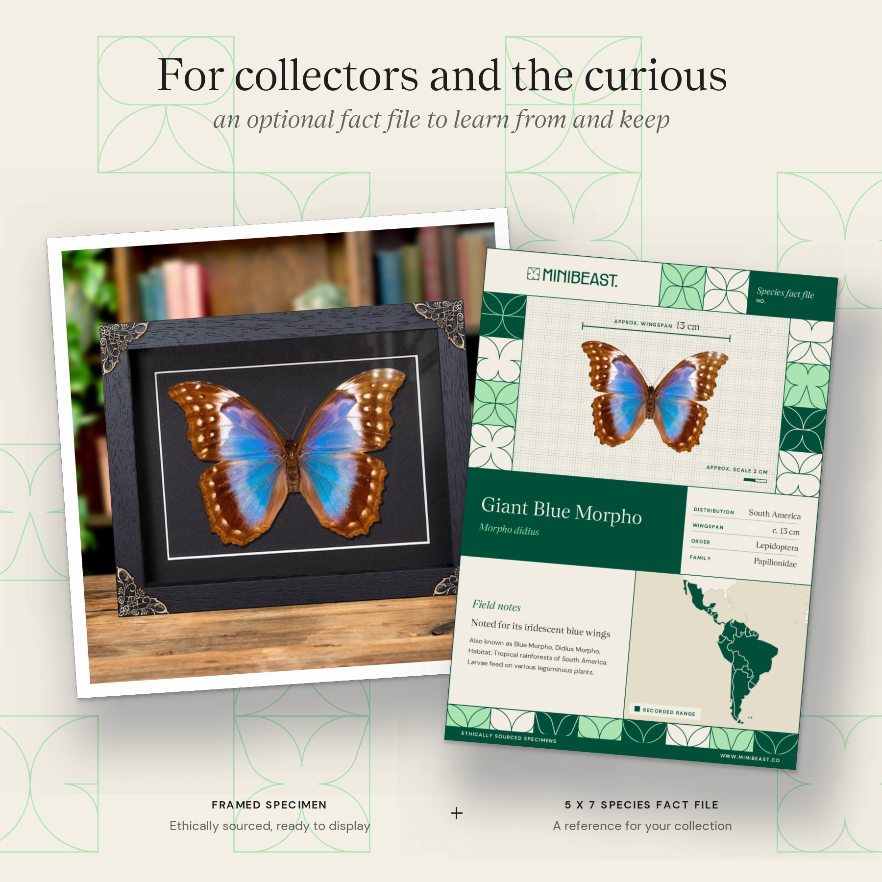 Minibeast Female Giant Blue Morpho Butterfly In Baroque Style Frame (Morpho didius)
