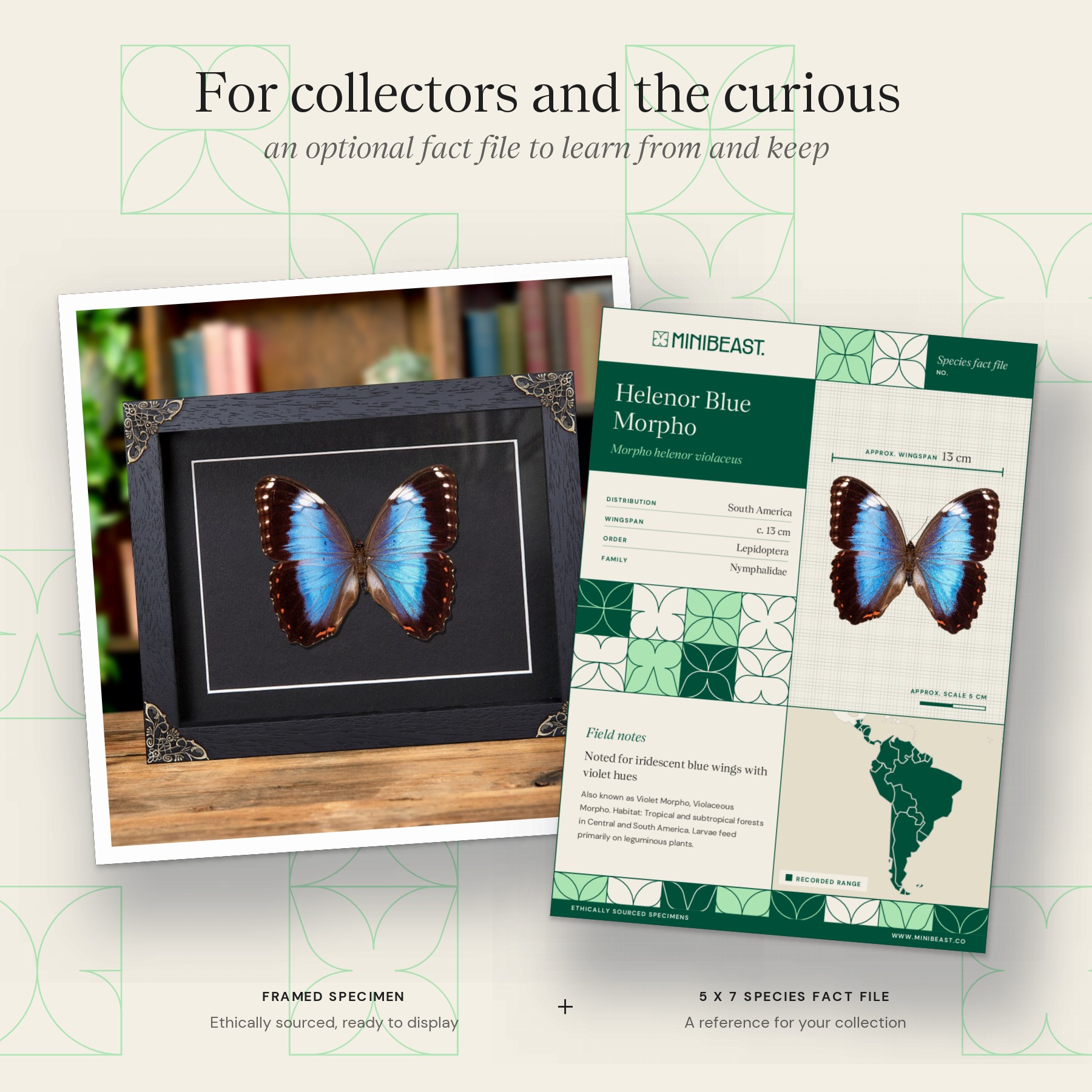 Minibeast Helenor Blue Morpho Butterfly In Baroque Style Frame (Morpho helenor violaceus)