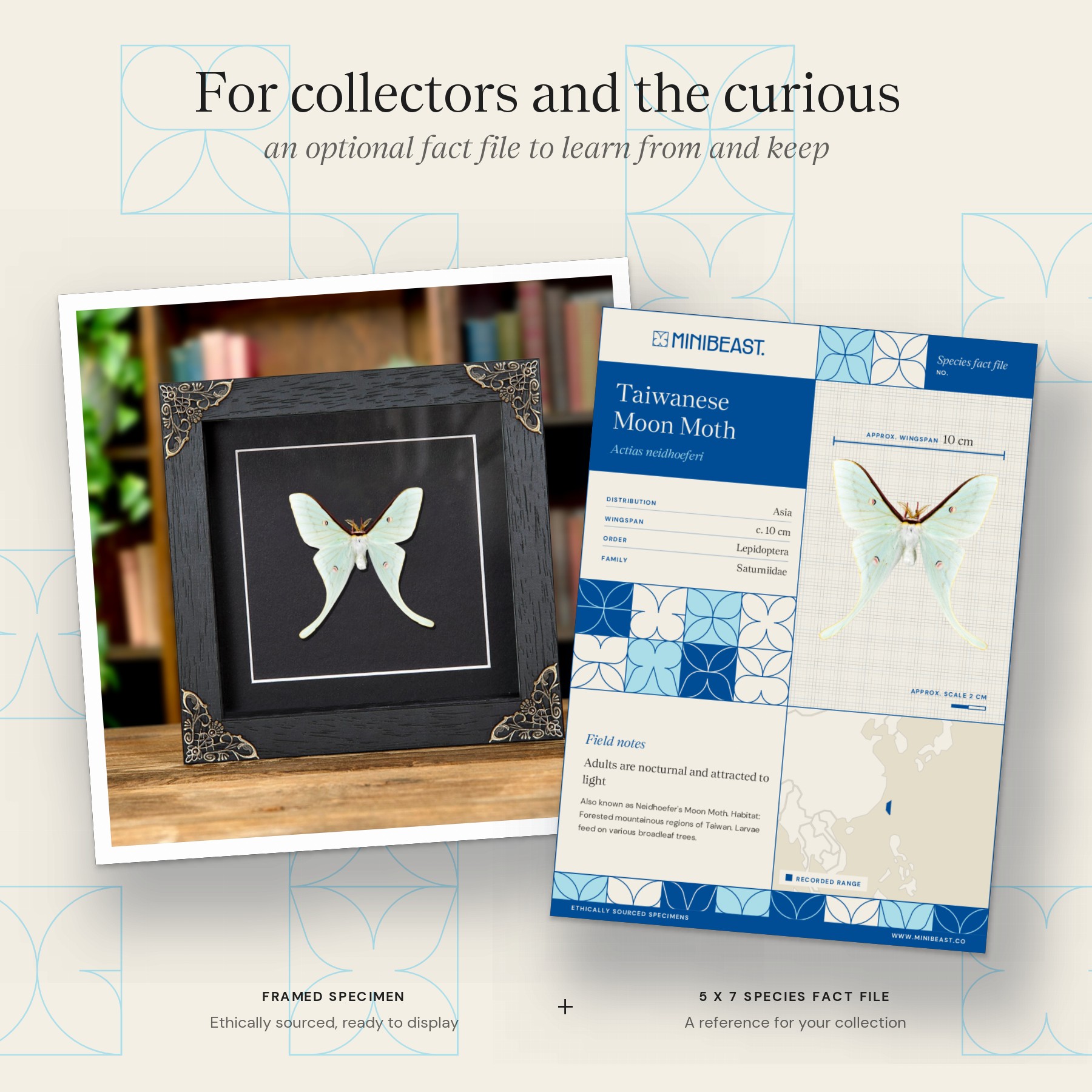 Minibeast Worlds Smallest Actias Taiwanese Moon Moth In Baroque Style Frame (Actias neidhoeferi)