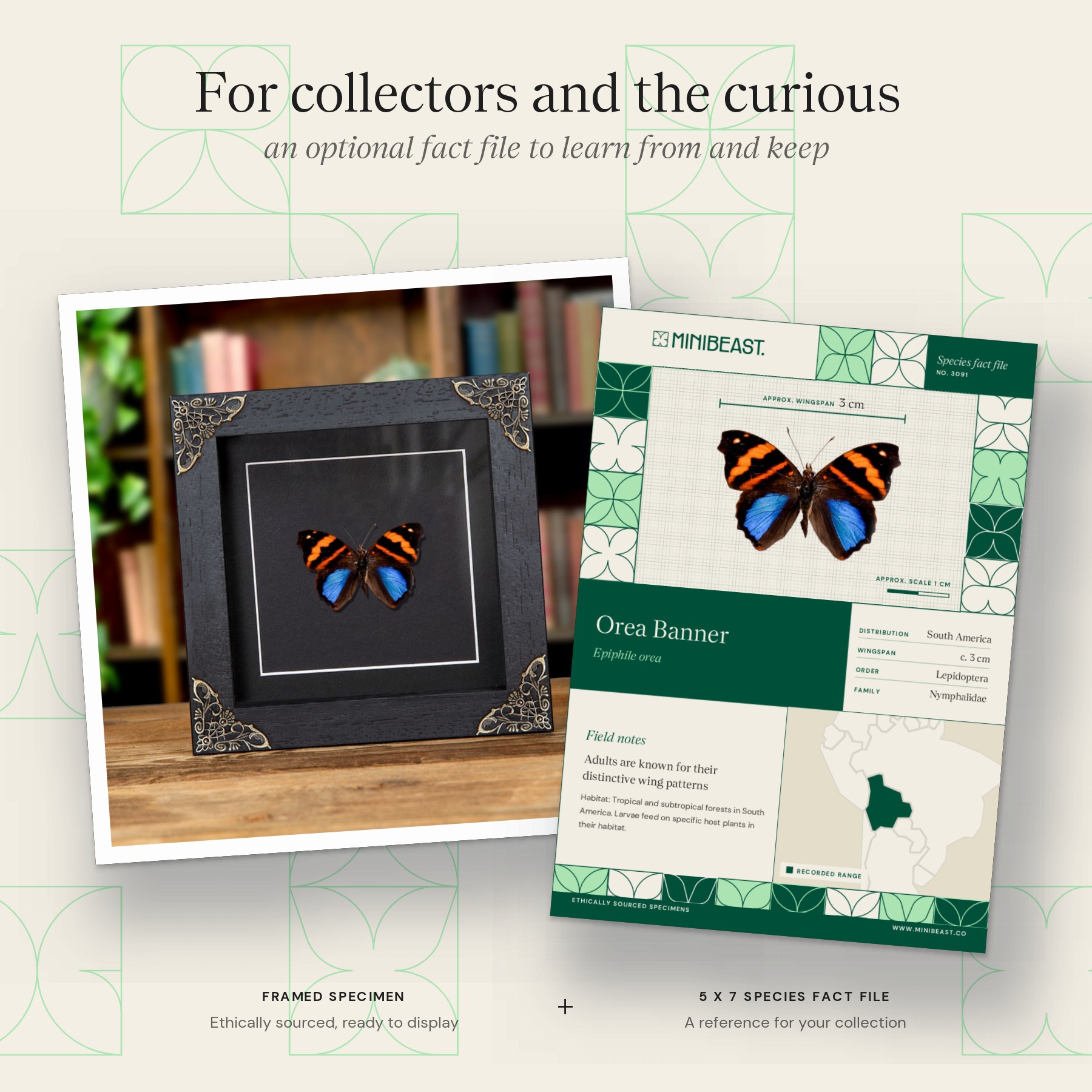 Minibeast Orea Banner Butterfly In Baroque Style Frame (Epiphile orea)
